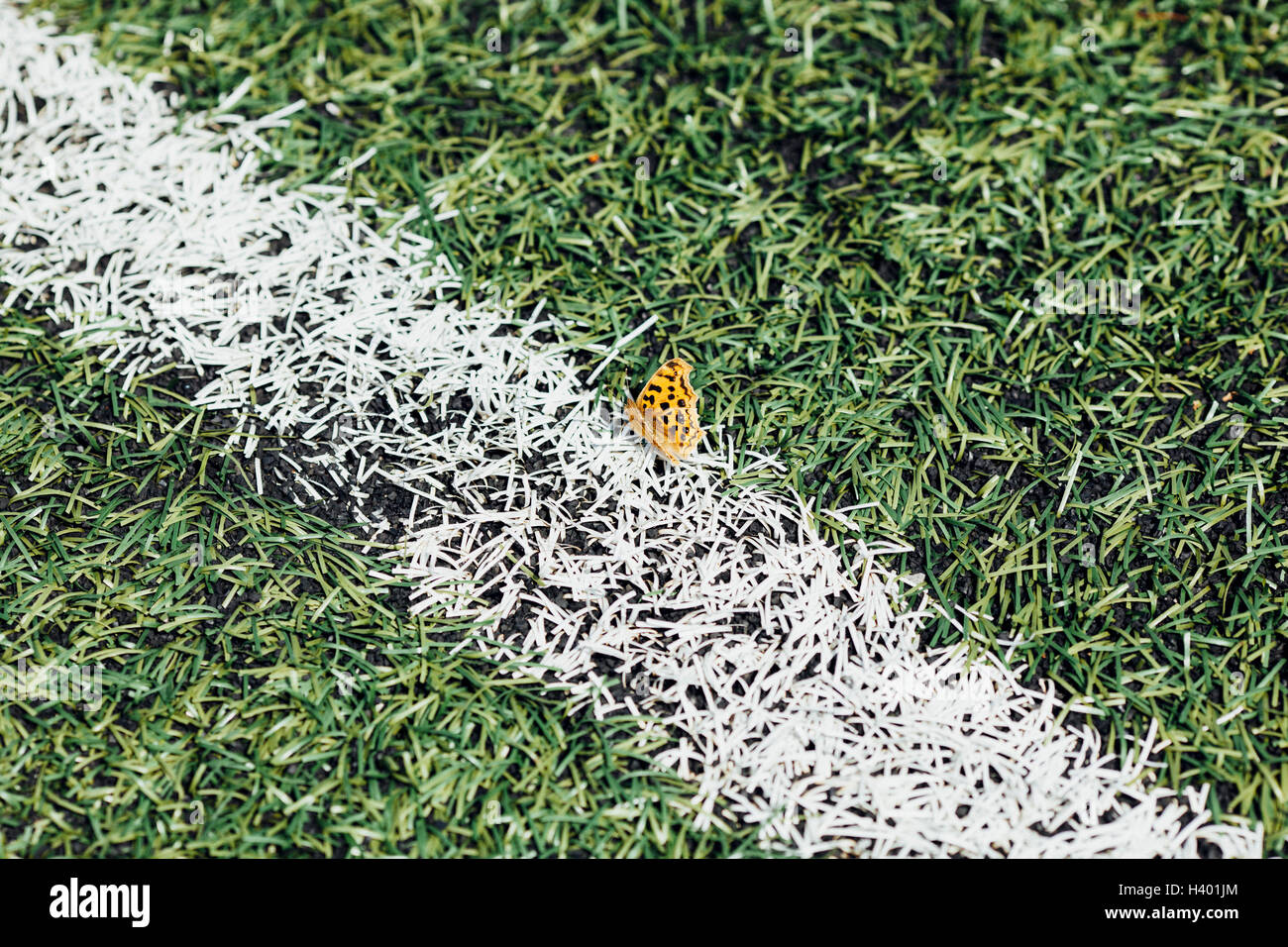 Portrait de papillon sur le terrain de soccer Banque D'Images