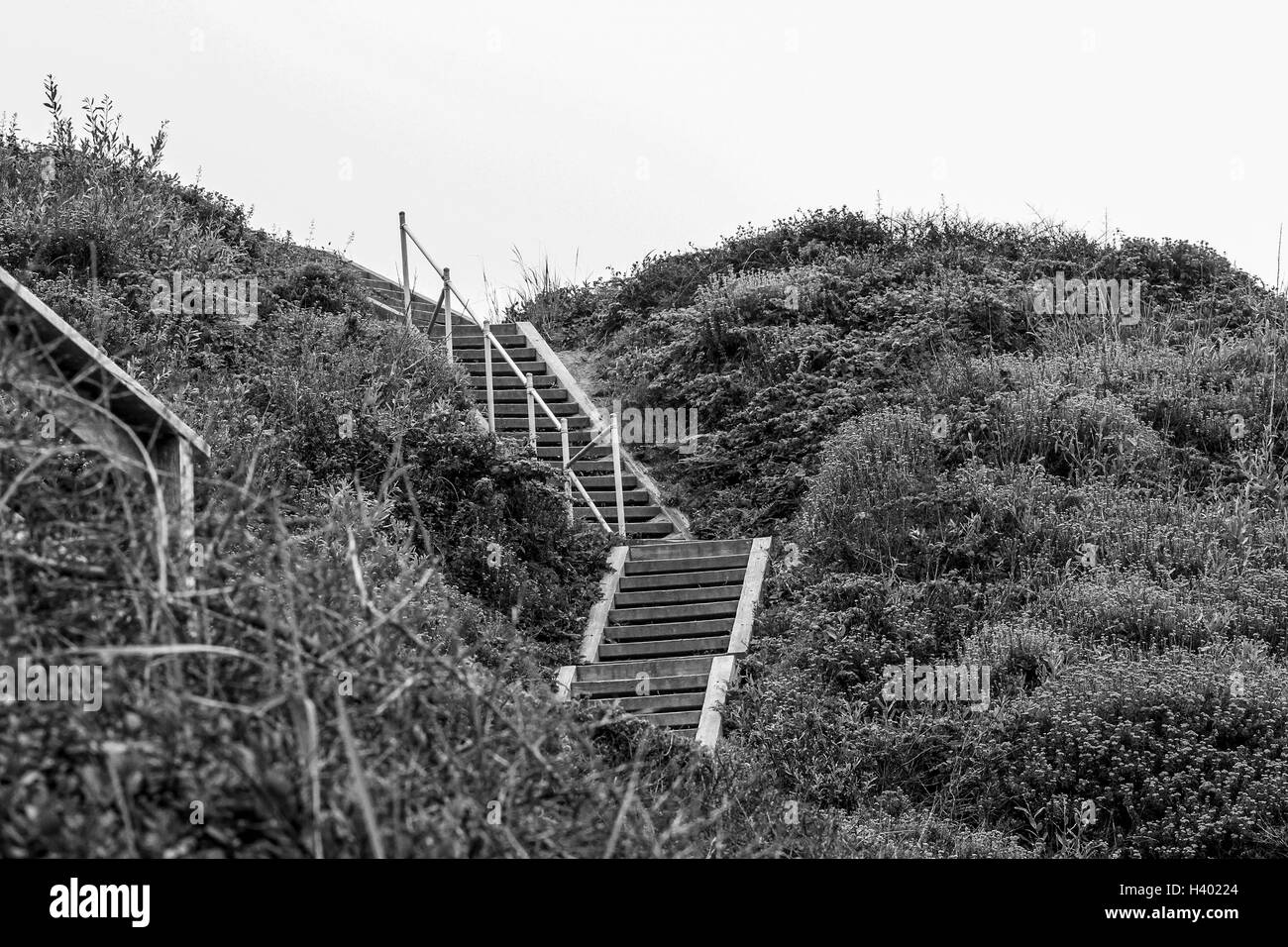 Low angle view de pas au milieu d'arbustes qui poussent sur la colline parlementaire contre ciel clair Banque D'Images