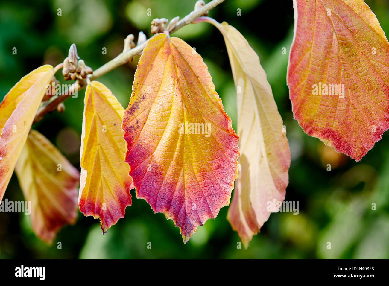 L'hamamélis arbre montrant la couleur en automne dans ses feuilles. Banque D'Images