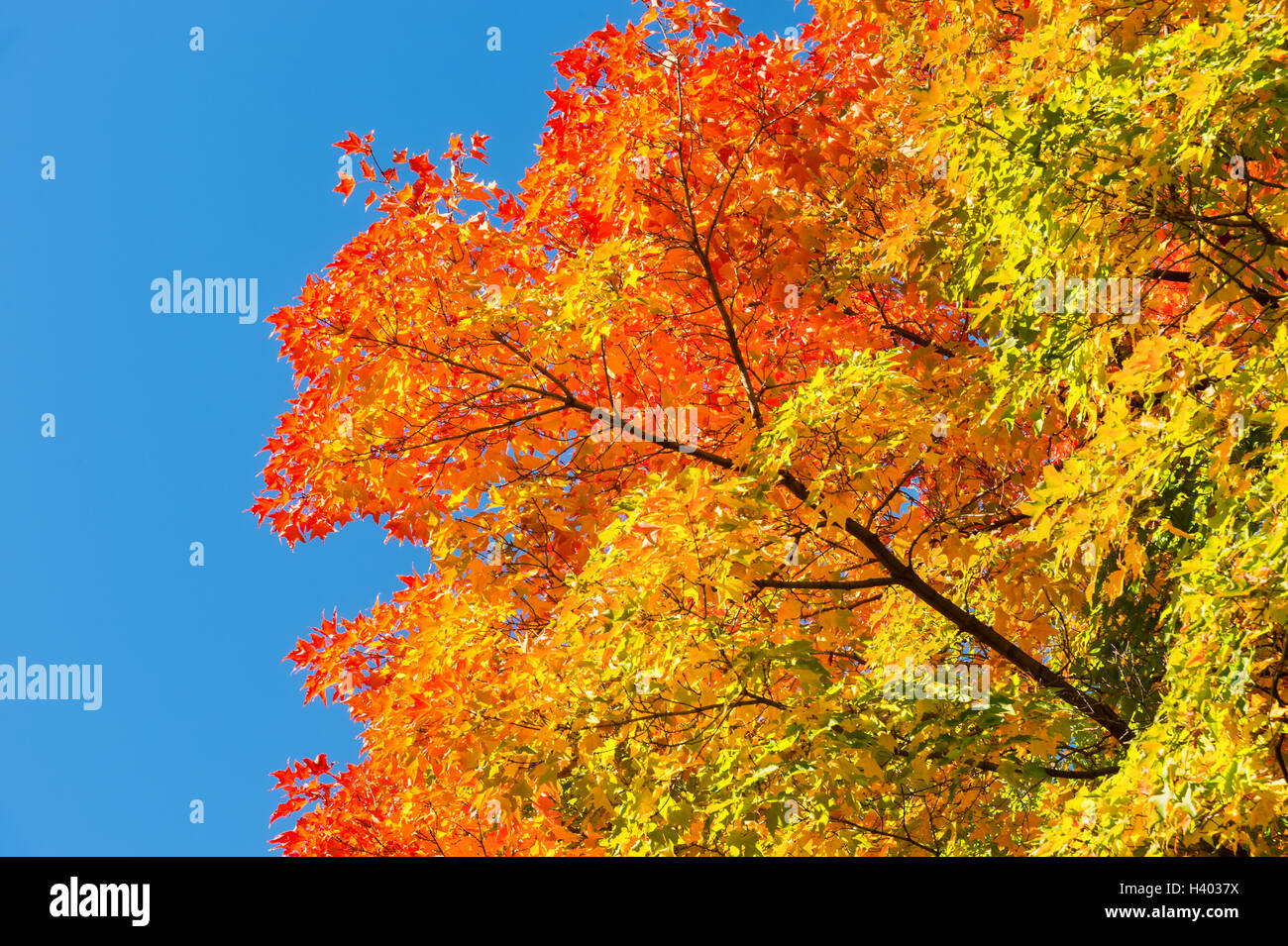 Automne érable à feuilles rouges contre ciel bleu pur à Montréal, Québec, Canada Banque D'Images