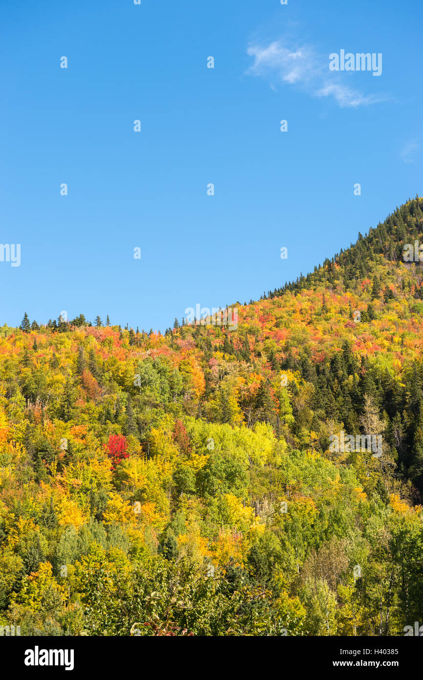 Couleurs d'automne sur les monts Chic-Chocs en Gaspésie, Québec, Canada. Banque D'Images