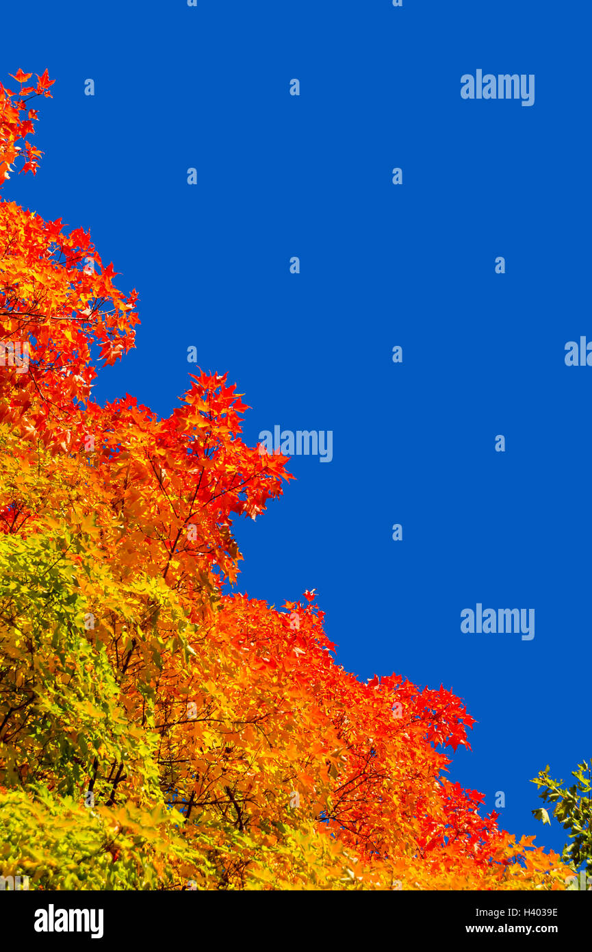 Automne érable à feuilles rouges contre ciel bleu pur à Montréal, Québec, Canada Banque D'Images