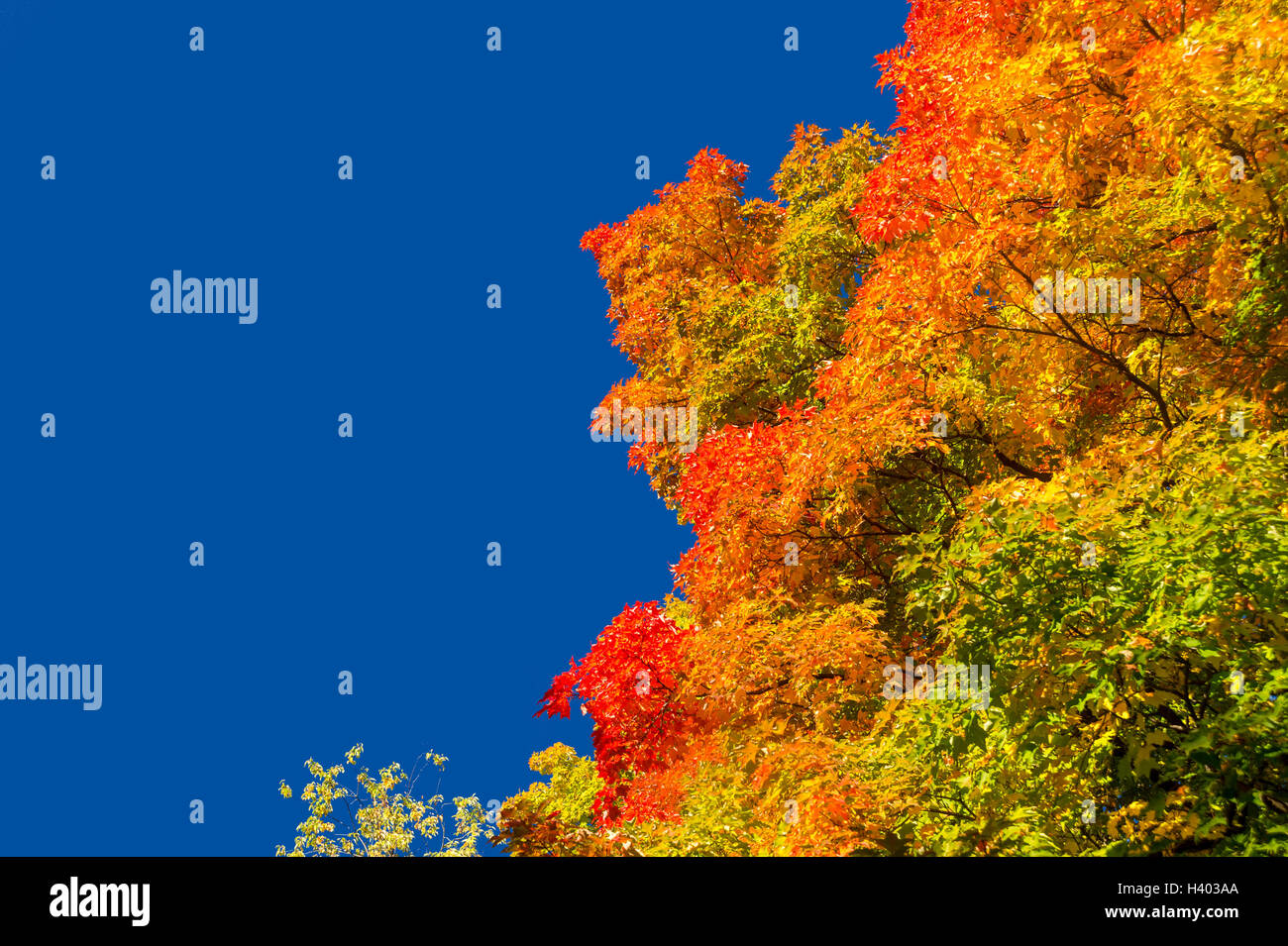 Automne érable à feuilles rouges contre ciel bleu pur à Montréal, Québec, Canada Banque D'Images