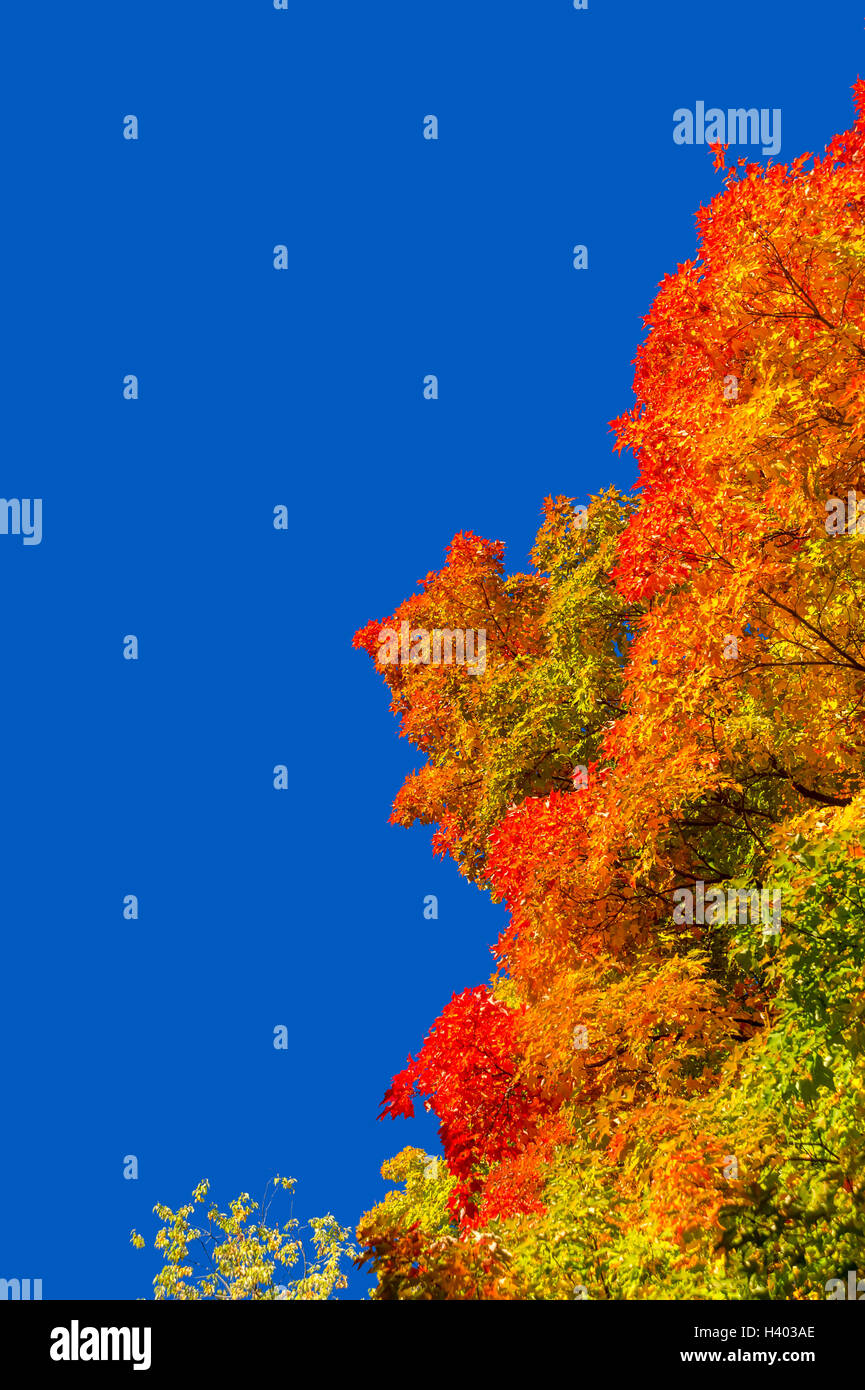 Automne érable à feuilles rouges contre ciel bleu pur à Montréal, Québec, Canada Banque D'Images