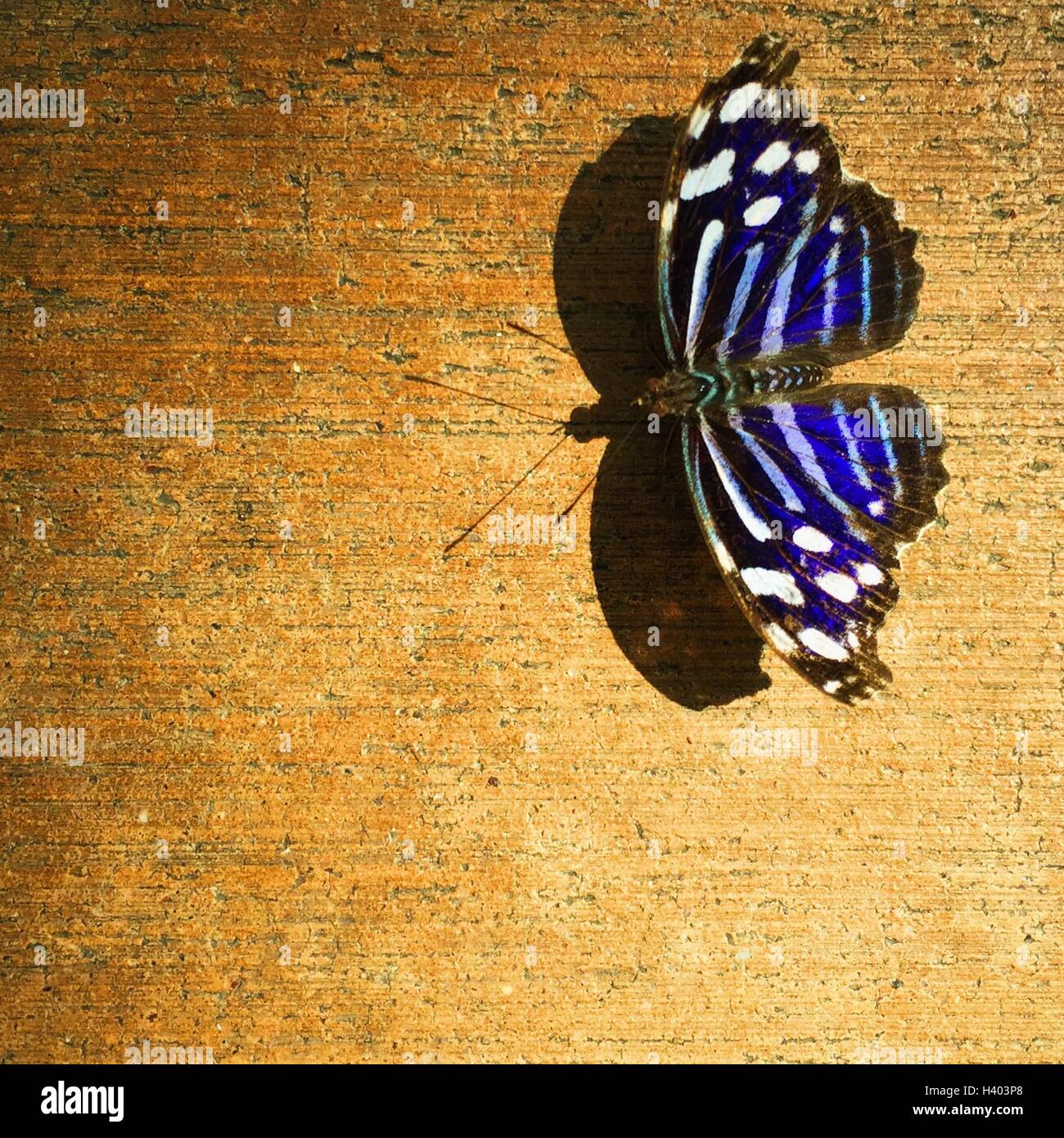 Papillon sur une table en bois Banque D'Images