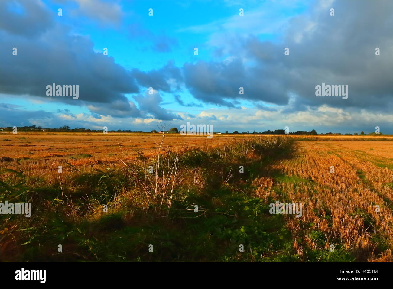 Champ de chaumes dans le Lincolnshire - Agriculture Fenland Grand ciel bleu avec nuages soleil du soir Banque D'Images