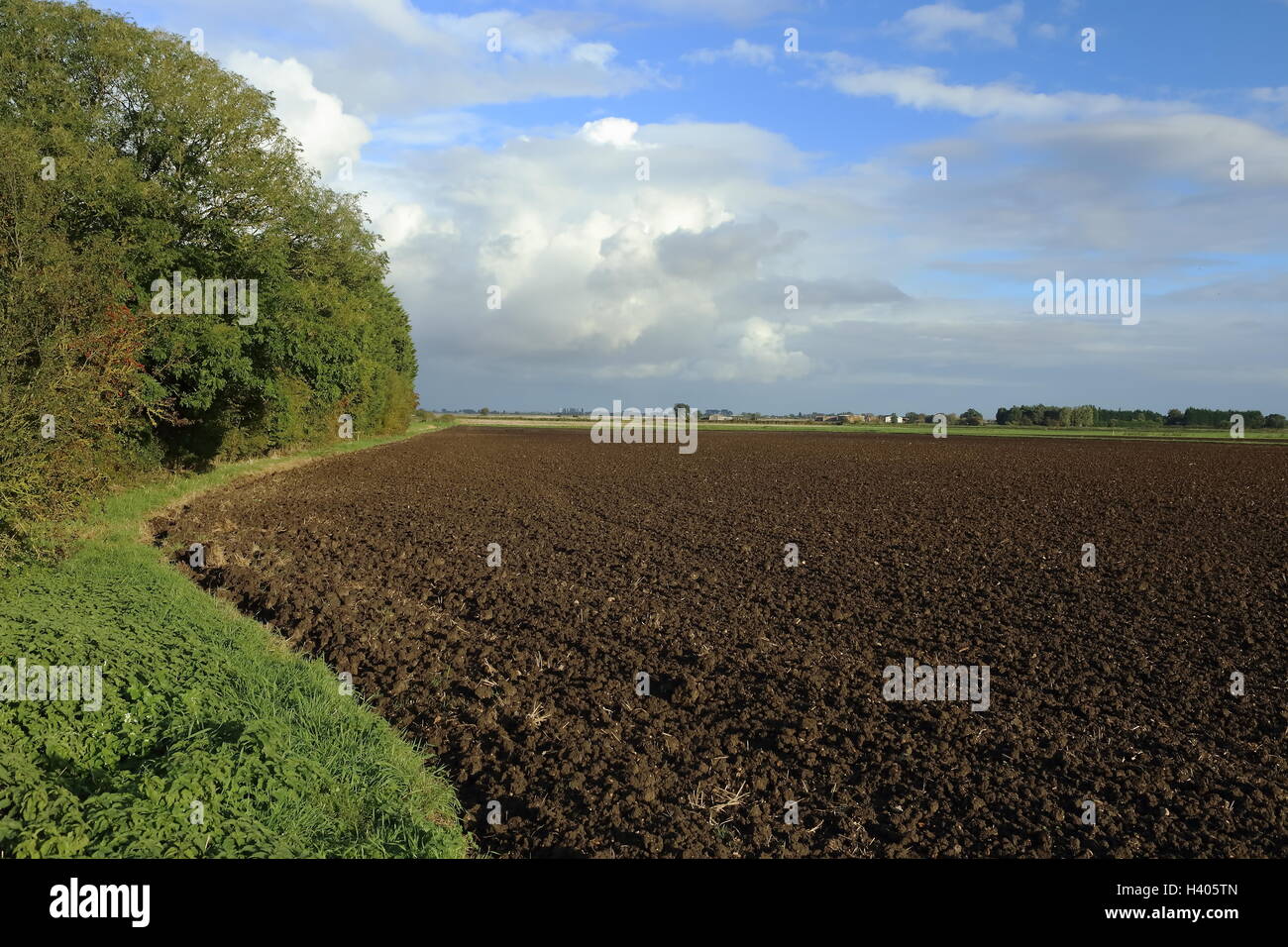 Sol noir de Fenland Lincolnshire - Agriculture Grand ciel bleu avec des nuages Banque D'Images