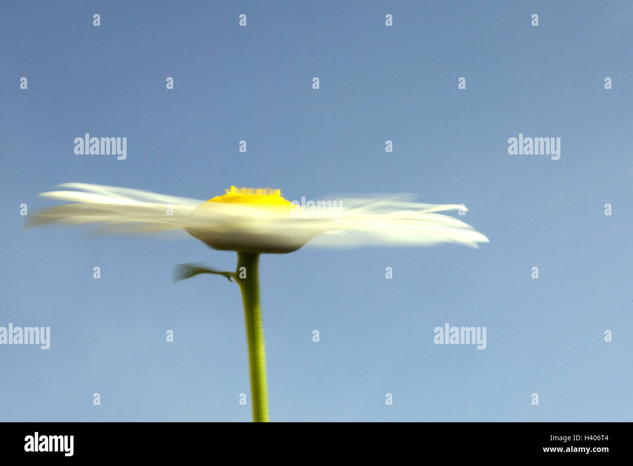 Margerite, blossom chrysanthemum leucanthemum, plantes, plante, fleur, fleurs, oxeye daisy blossom, chrysanthème, fleur, jaune, blanc, nature, fleur, side view Banque D'Images