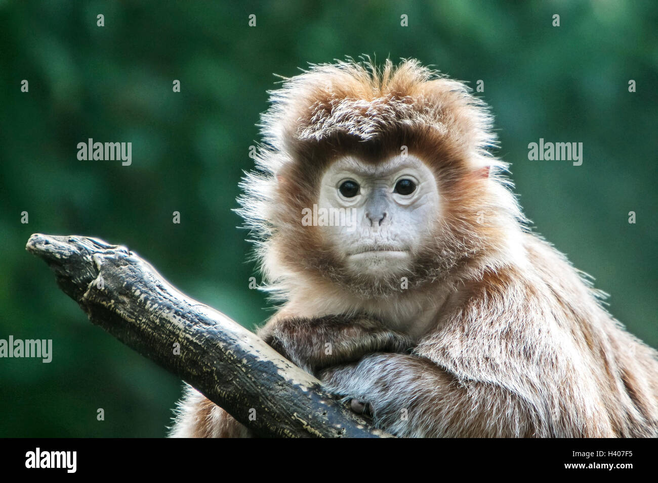 Ebony Langur Banque D'Images