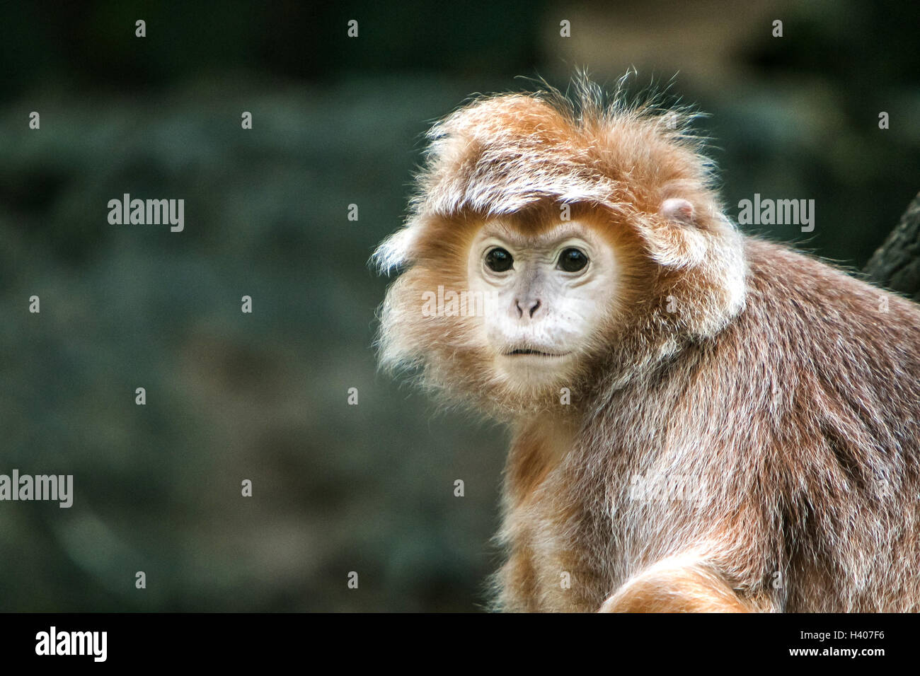 Ebony Langur Banque D'Images