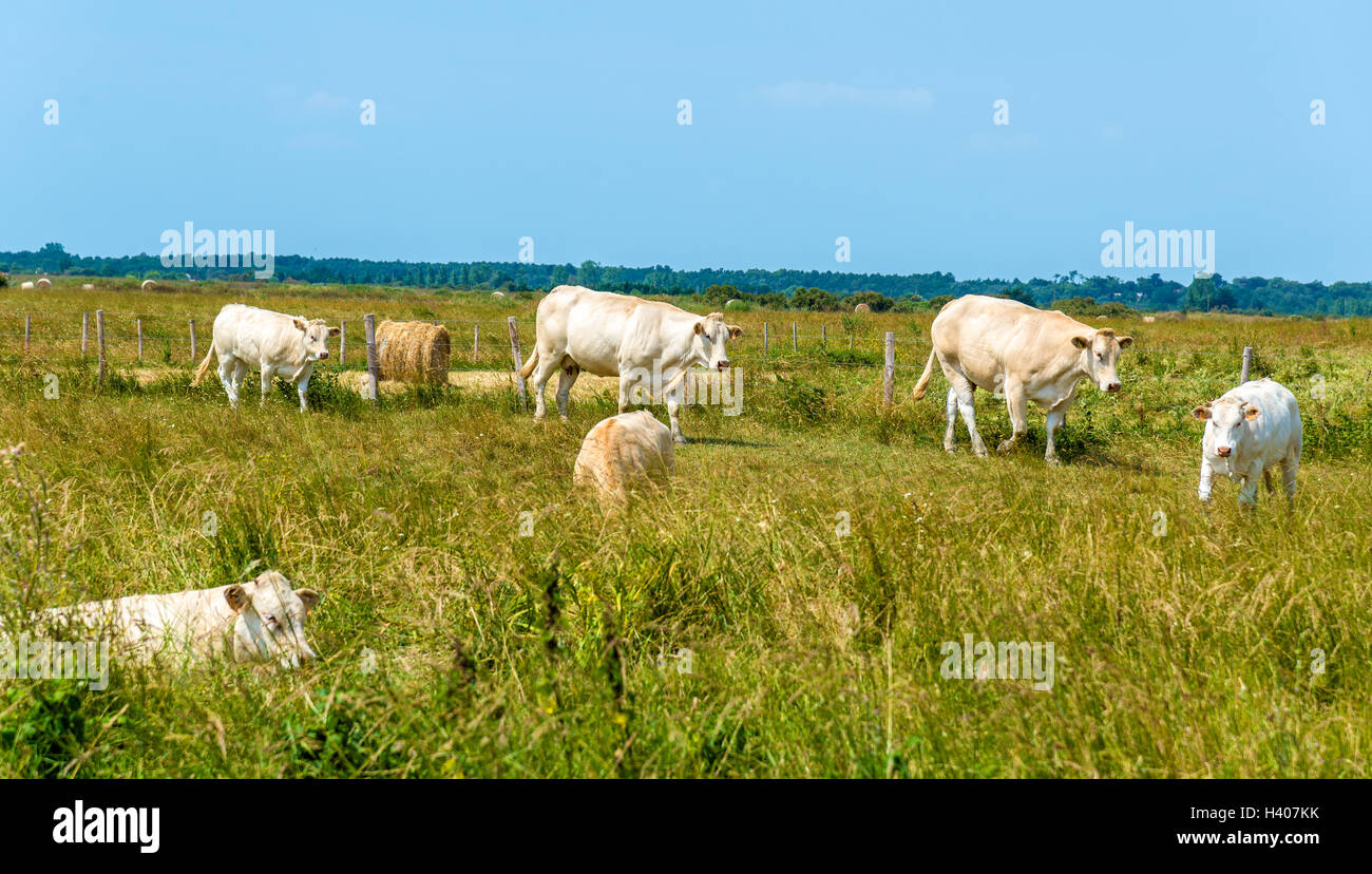 Troupeau de vaches dans les pâturages dans l'île d'Oléron, France Banque D'Images