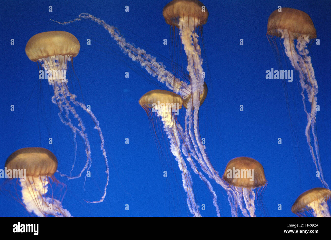 Les USA, Monterey Bay Aquarium, méduses, l'Amérique, de l'eau de mer, aquarium, les animaux de la mer, les animaux, les animaux, l'ortie coelenterata, affichage écran méduses à tentacules, attraper les tentacules, danger, dangereusement, l'ortie poison, danger de blessures, de brûlures danger, sous Banque D'Images