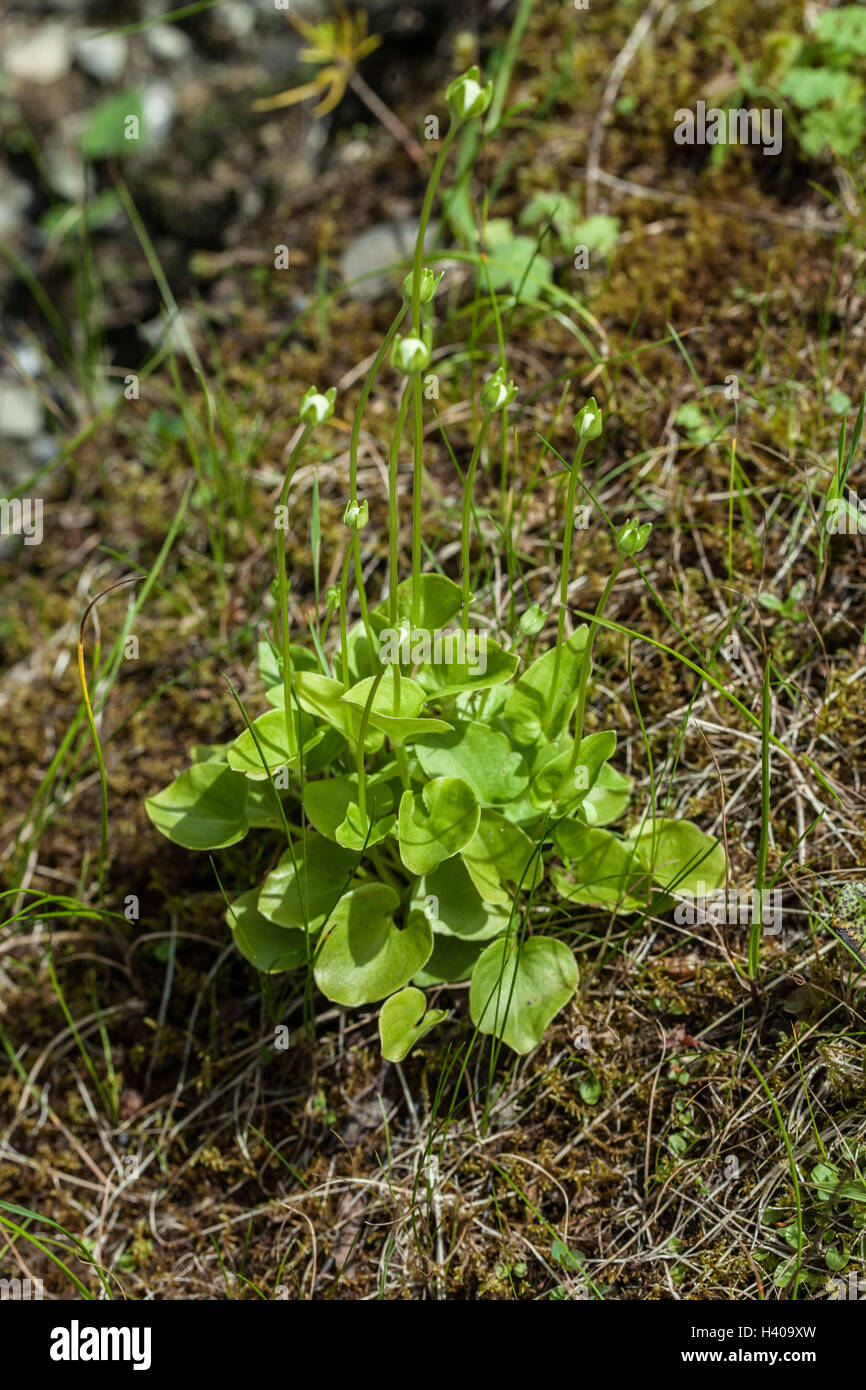 Parnassia palustris Banque D'Images