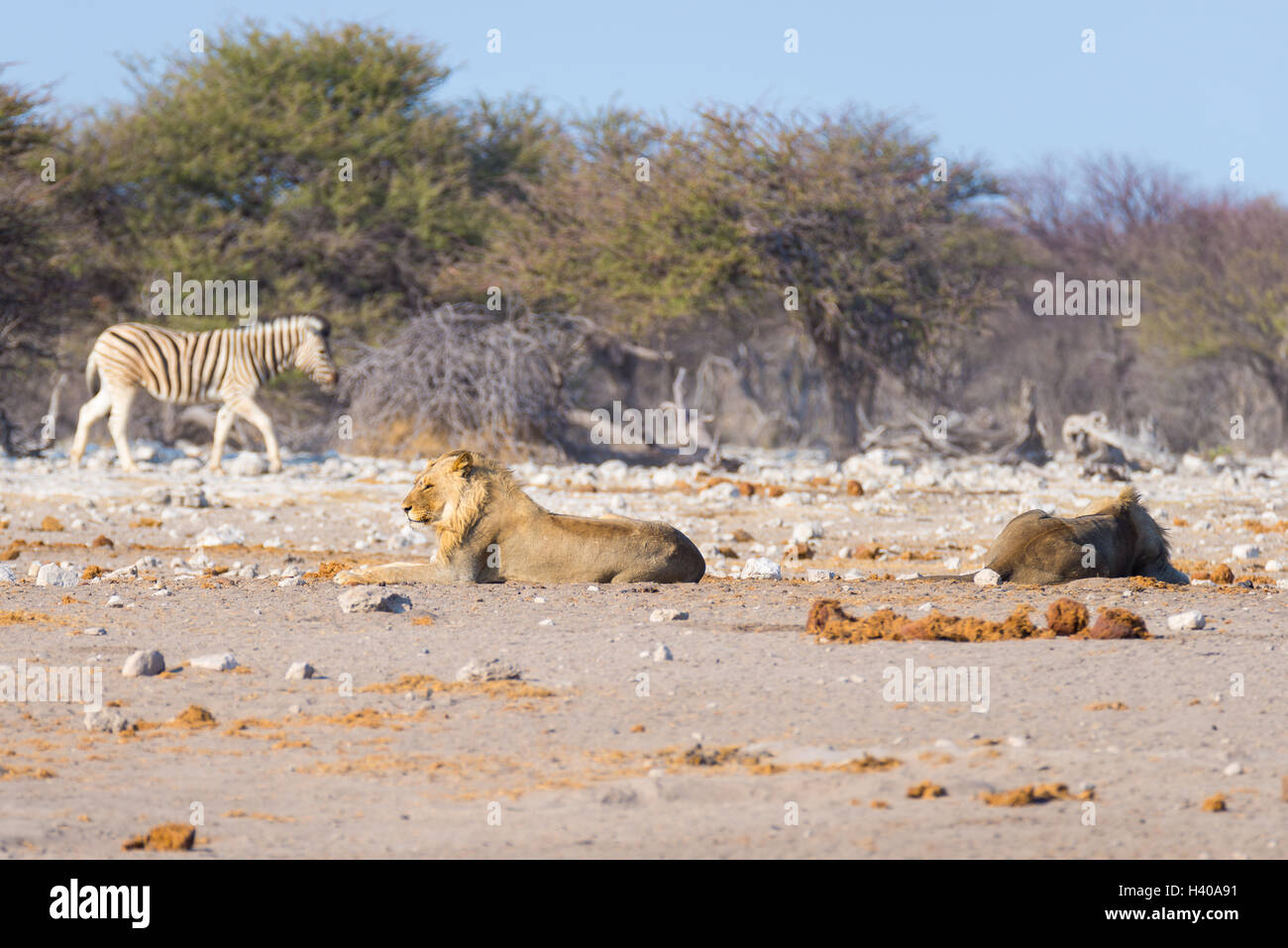Deux jeunes lions paresseux mâle allongé sur le sol. Zebra (marche) flou artistique dans l'arrière-plan. Safari de faune en Banque D'Images