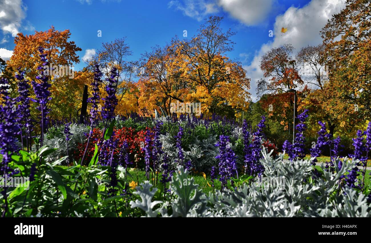 Les couleurs magnifiques de l'automne park Banque D'Images