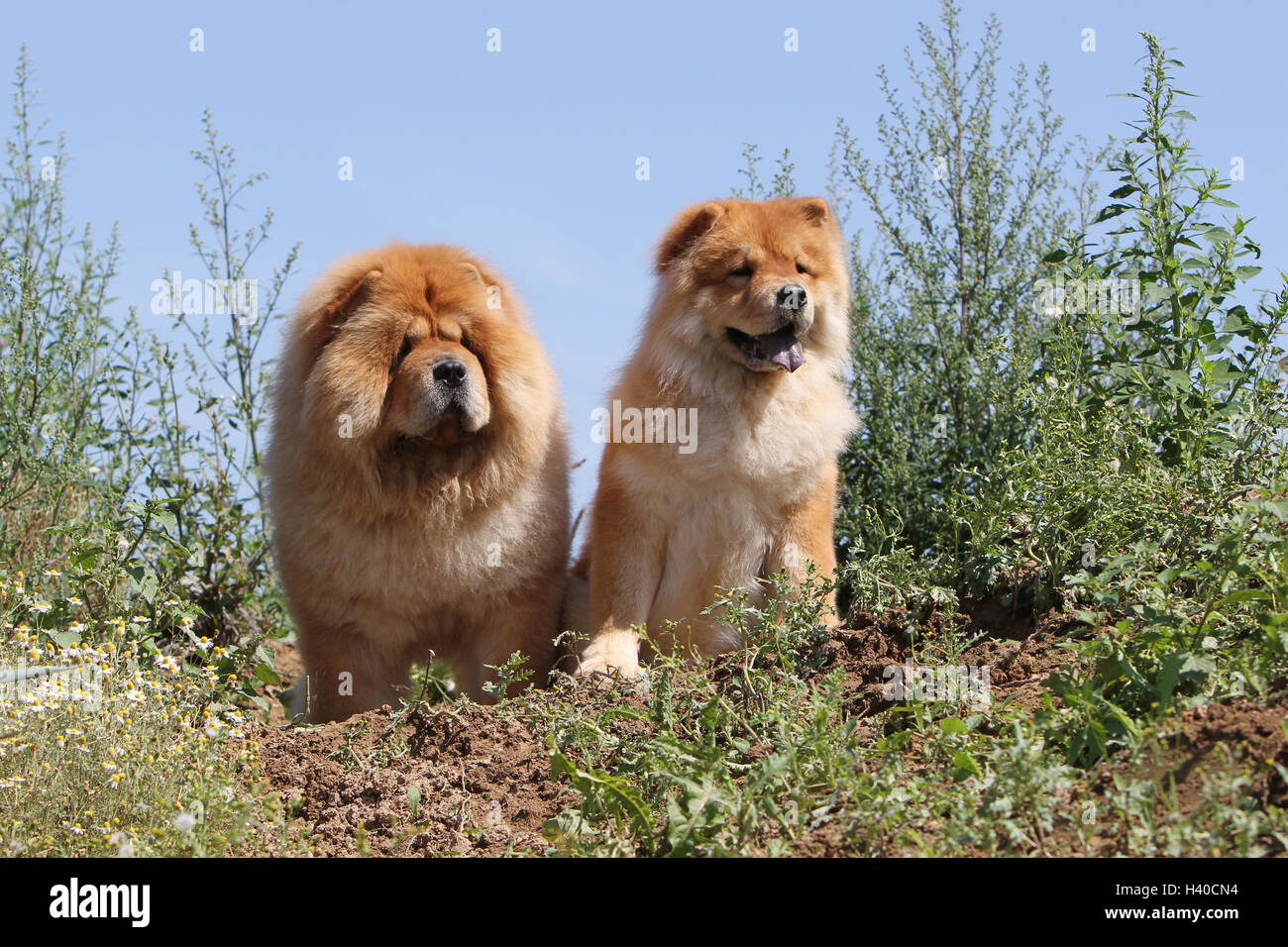 Dog chow chow chow chow adults Banque de photographies et d'images à haute  résolution - Alamy
