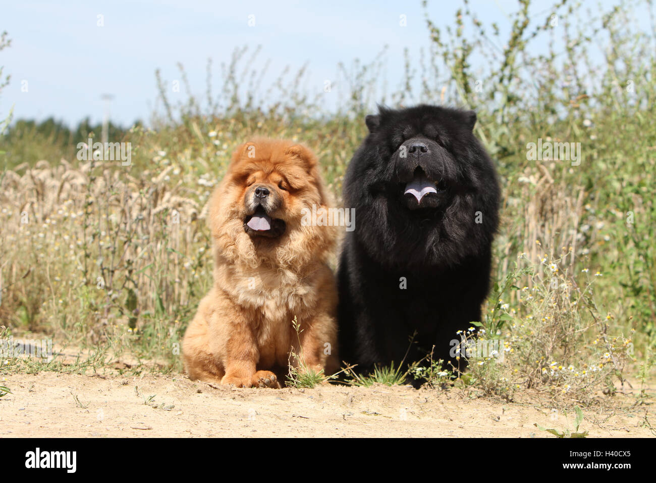 Dog chow chow chow-chow deux adultes rouge et noir (poil long et poil  court) champ assis Photo Stock - Alamy