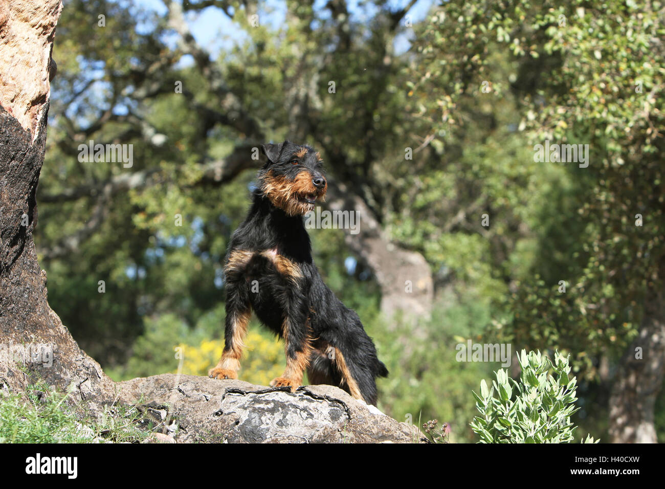 Jagdterrier chien / jagd terrier / Deutscher Jagdterrier debout sur ses pattes arrière sur un visage de rock forest Banque D'Images