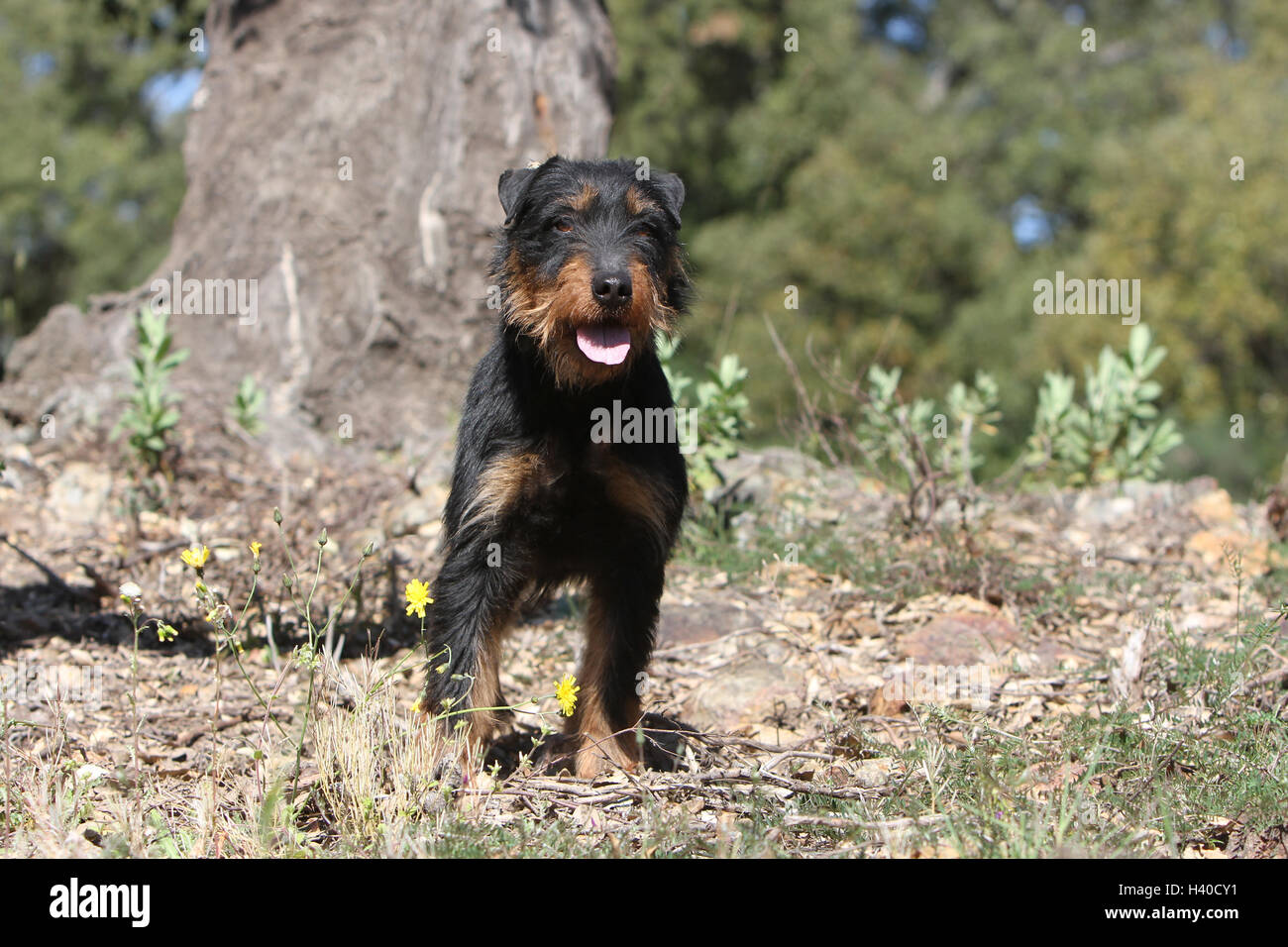 Jagdterrier chien / jagd terrier / Deutscher Jagdterrier permanent adultes attentifs des forêts Banque D'Images