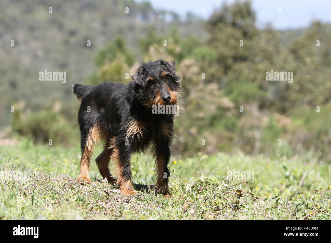 Jagdterrier chien / jagd terrier / Deutscher Jagdterrier chien de chasse forêt attentif permanent Banque D'Images