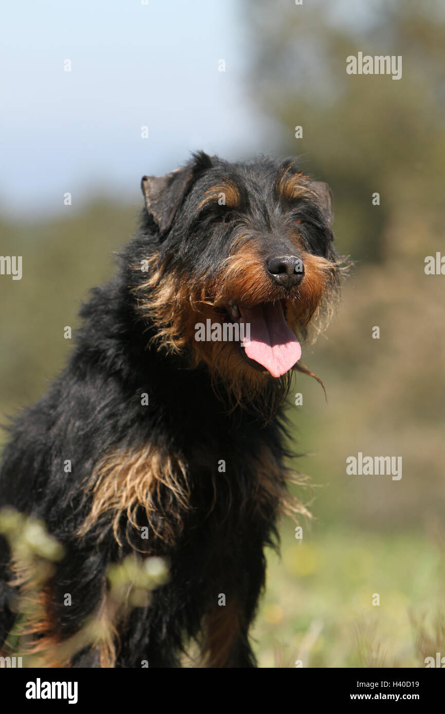 Jagdterrier chien / jagd terrier / Deutscher Jagdterrier asseoir adultes, assis, assis, siège, portrait Banque D'Images