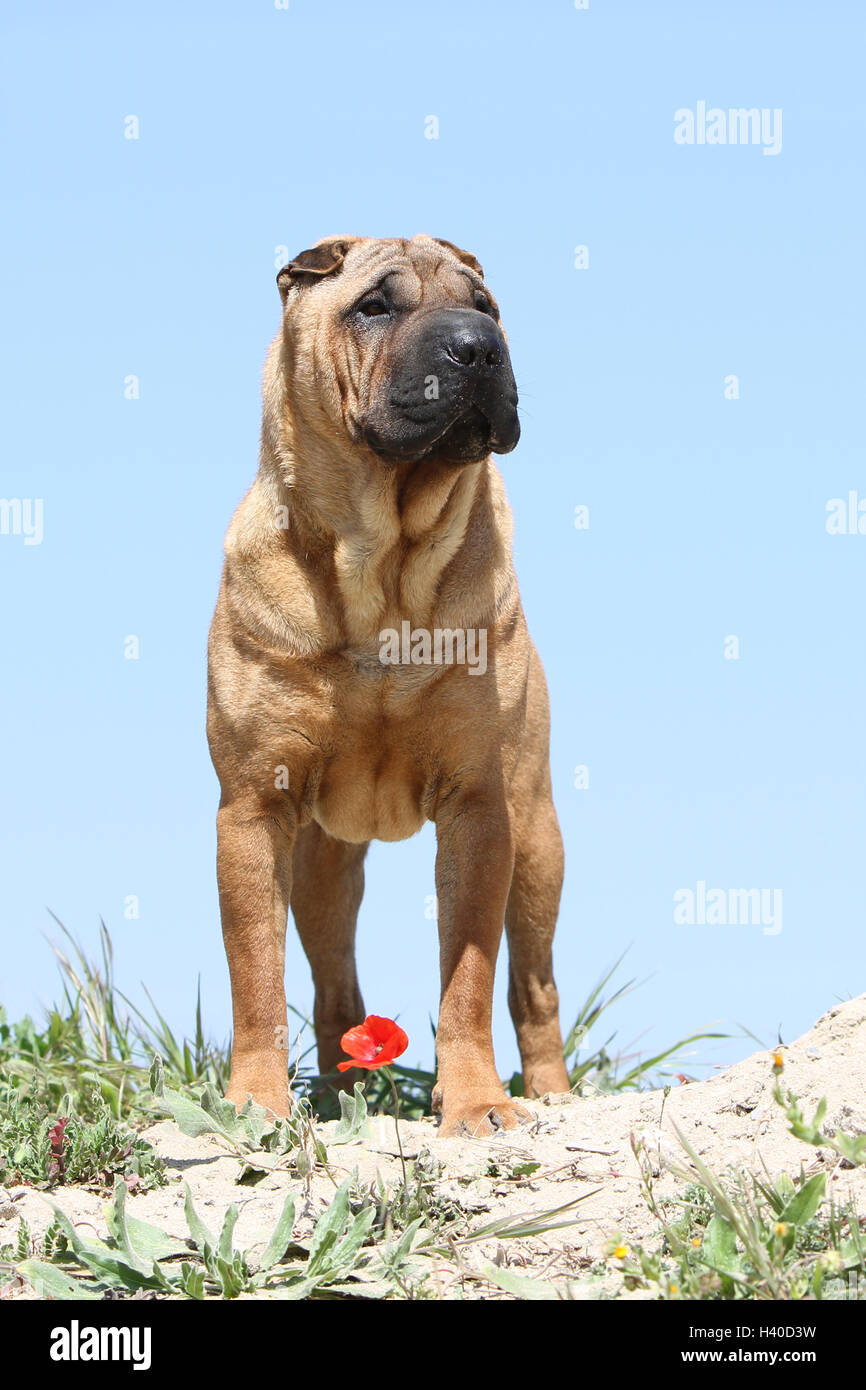 Chien Shar Pei d'exécution sur la plage Banque D'Images