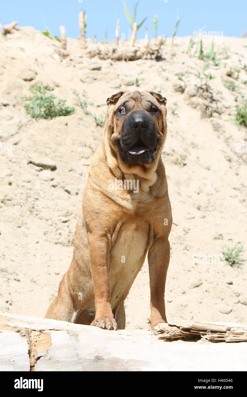 Chien Shar Pei d'exécution sur la plage Banque D'Images