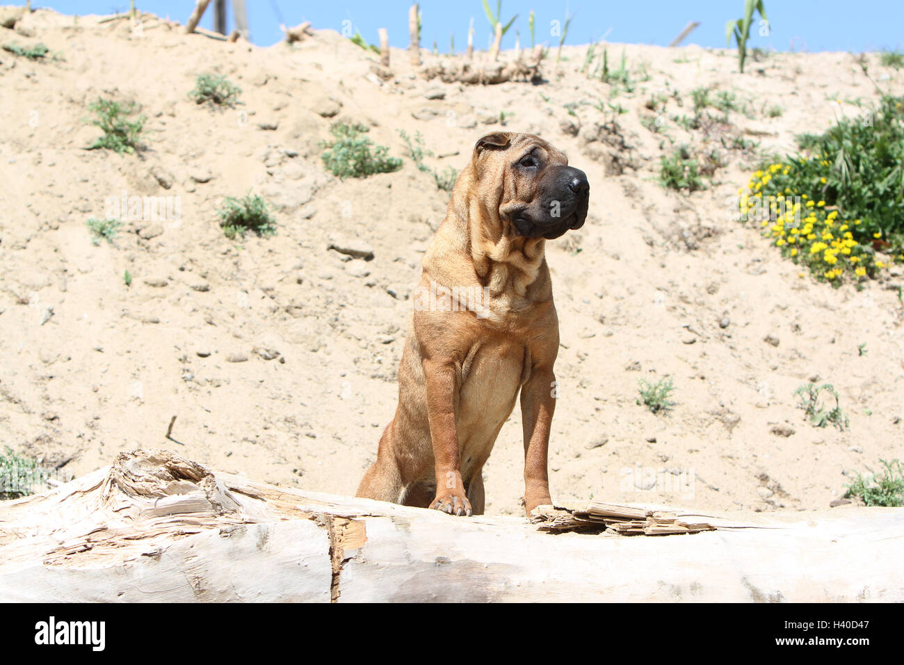 Chien Shar Pei d'exécution sur la plage Banque D'Images