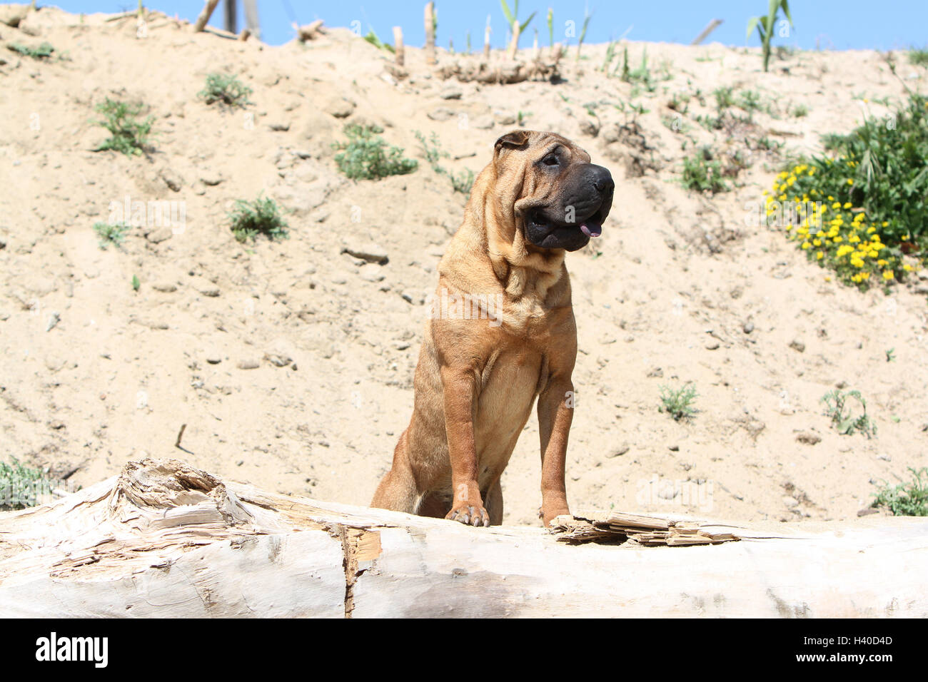 Chien Shar Pei d'exécution sur la plage Banque D'Images