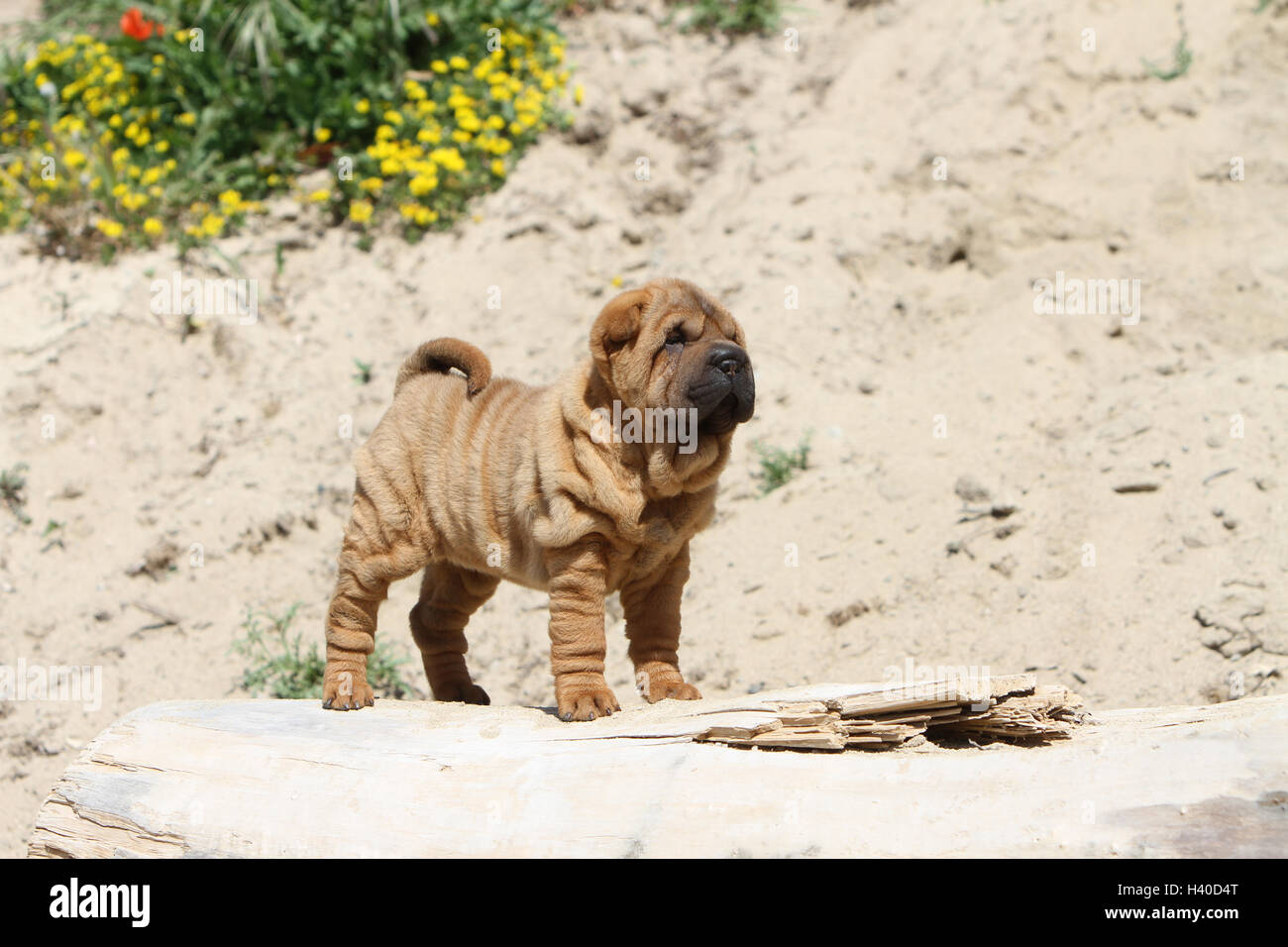 Chien Shar Pei fauve chiot debout sur la plage profil dune Banque D'Images