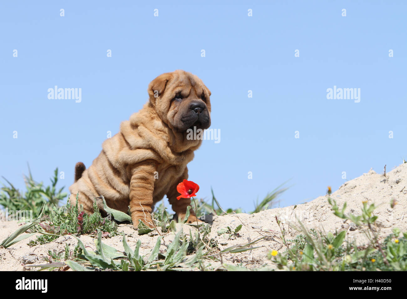Chien Shar Pei fauve chiot assis sur la plage des dunes dunes coquelicots pavot fleur fleurs pavot rouge Banque D'Images