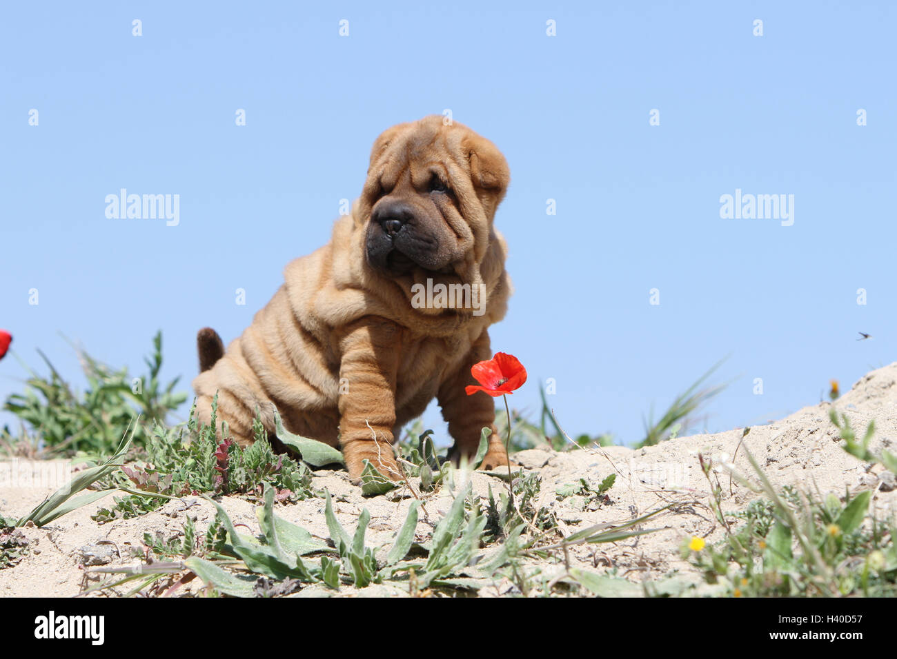 Chien Shar Pei fauve chiot assis sur la plage des dunes dunes coquelicots pavot fleur fleurs pavot rouge Banque D'Images