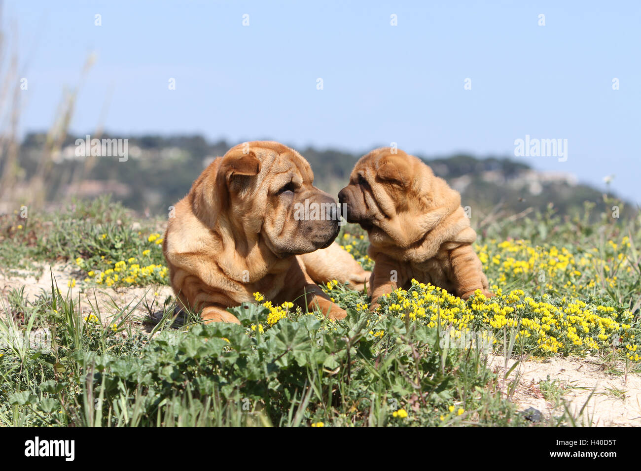 Shar Pei chien et chiot adultes sur la plage plages sur la mer de sable dans l'été chaud vacances soleil vacances dunes dunes bisous fleur Banque D'Images
