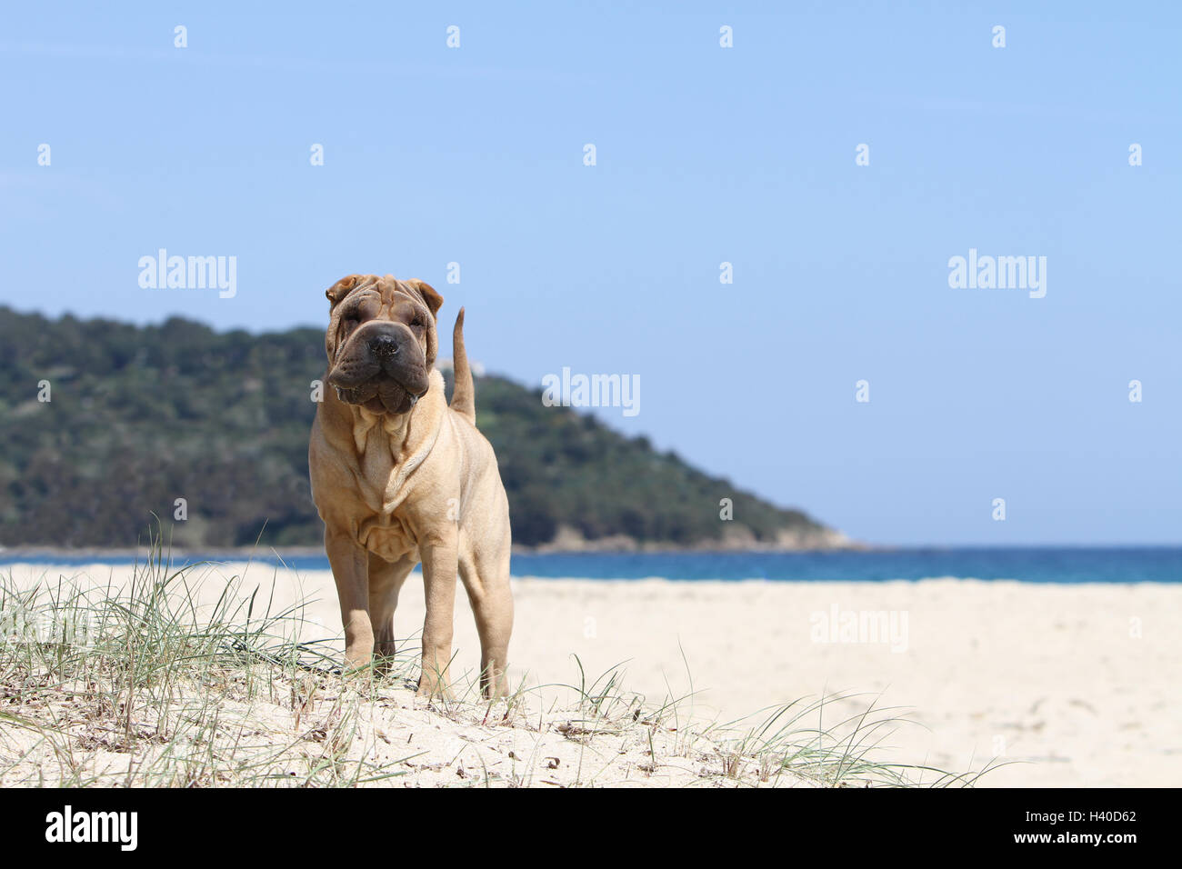 Chien Shar Pei d'exécution sur la plage Banque D'Images
