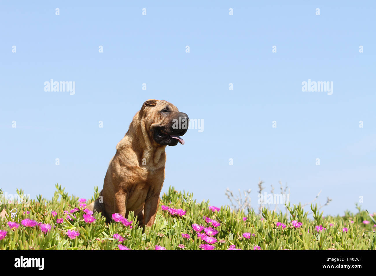 Chien Shar Pei assis sur la dune de la plage Banque D'Images