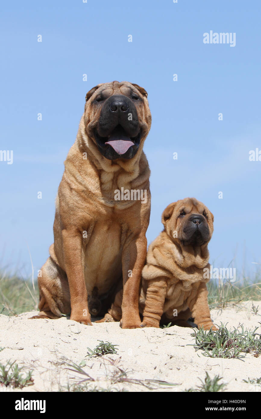 Shar Pei chien et chiot adultes sur la plage plages sur la mer de sable dans l'été chaud vacances soleil vacances dunes dunes s'asseoir, s'asseoir, Banque D'Images