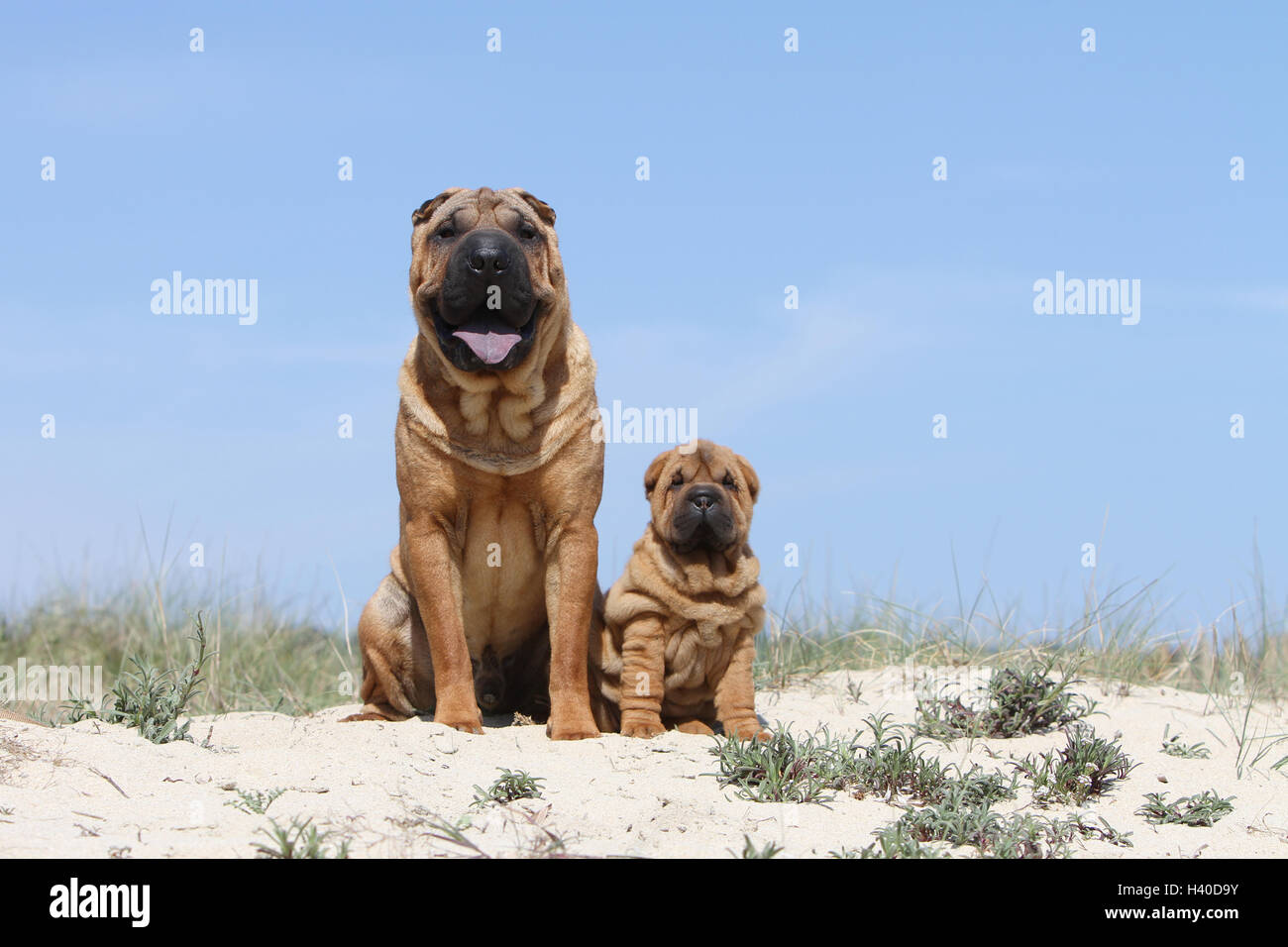 Shar Pei chien et chiot adultes sur la plage plages sur la mer de sable dans l'été chaud vacances soleil vacances dunes dunes s'asseoir, s'asseoir, Banque D'Images