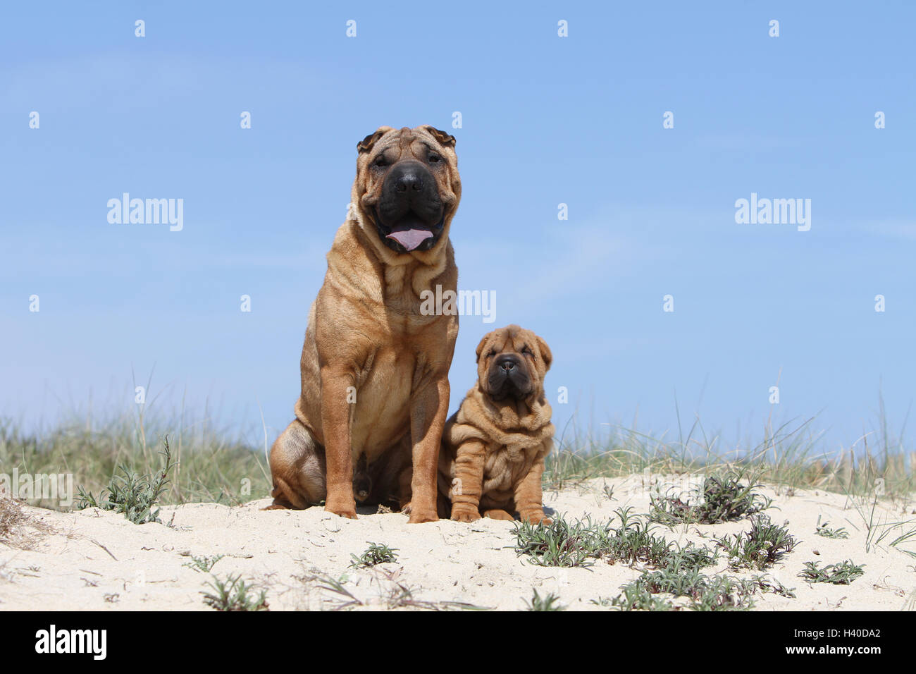 Shar Pei chien et chiot adultes sur la plage plages sur la mer de sable dans l'été chaud vacances soleil vacances dunes dunes s'asseoir, s'asseoir, Banque D'Images