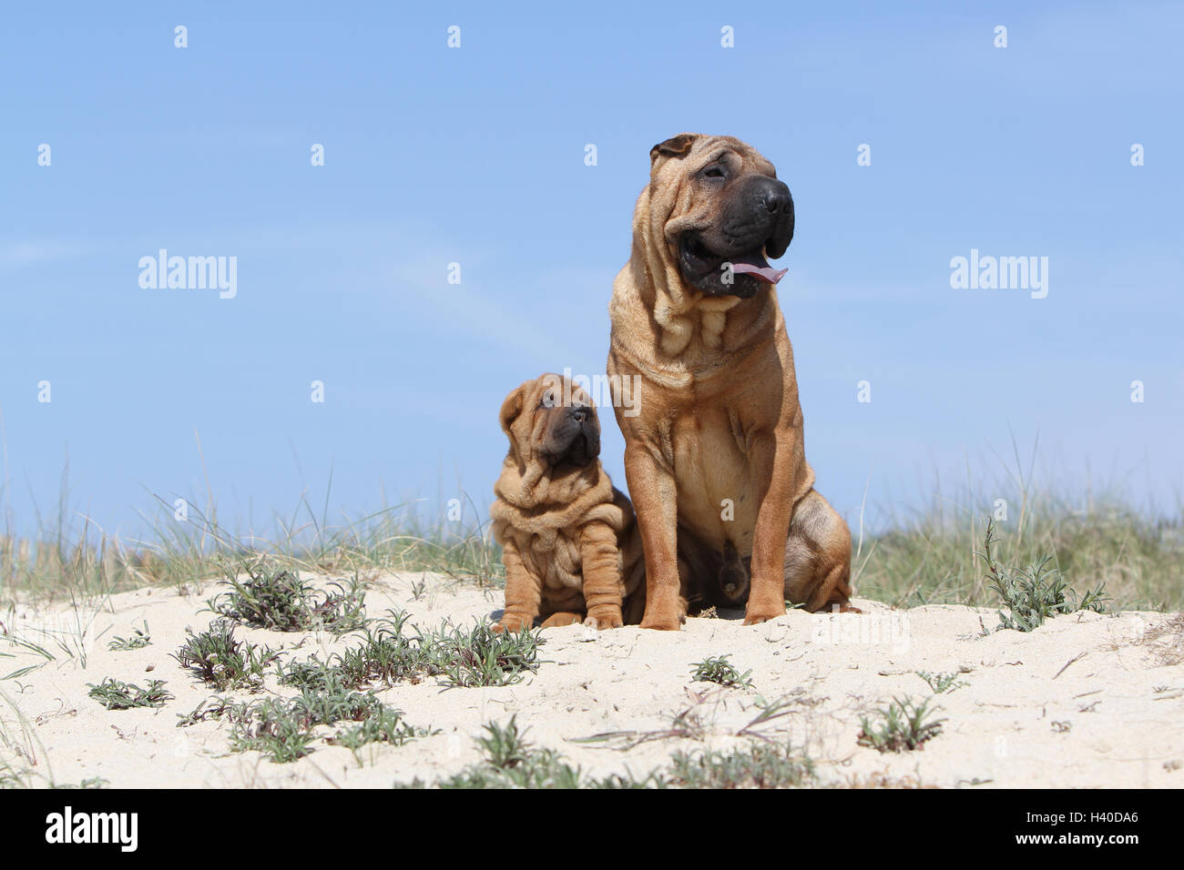 Shar Pei chien et chiot adultes sur la plage plages sur la mer de sable dans l'été chaud vacances soleil vacances dunes dunes s'asseoir, s'asseoir, Banque D'Images