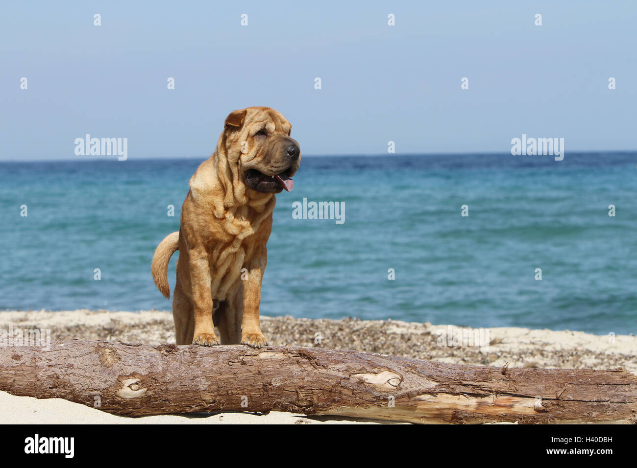Chien Shar Pei des profils debout sur un bois debout sur la plage Banque D'Images