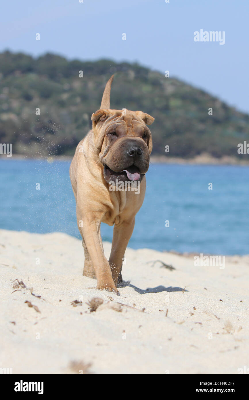 Chien Shar Pei des profils d'exécution sur la plage Maison de vacances Banque D'Images