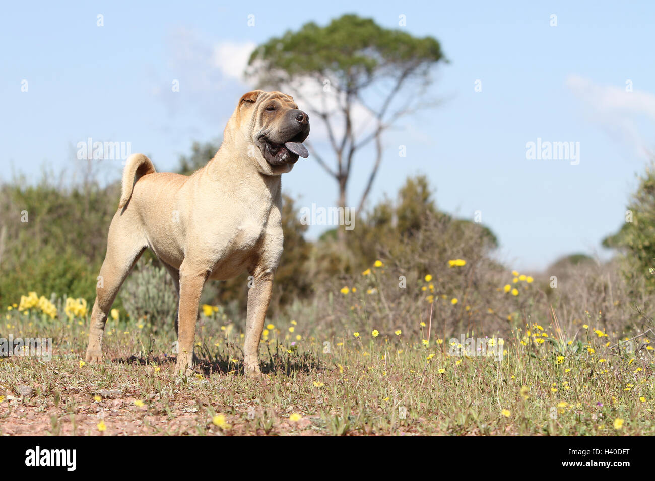Chien Shar Pei fauve sable adultes debout Banque D'Images