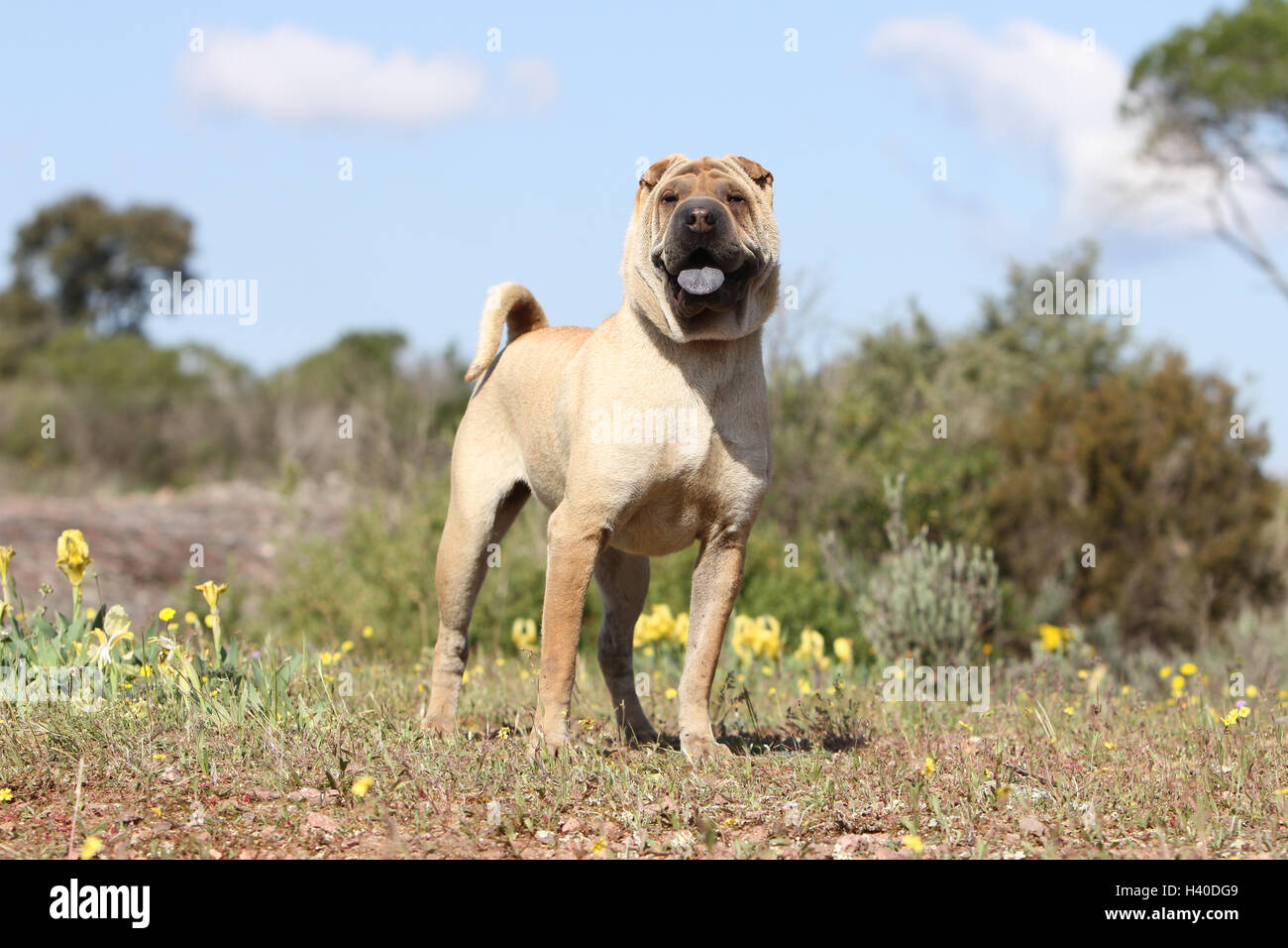Chien Shar Pei fauve sable adultes debout Banque D'Images