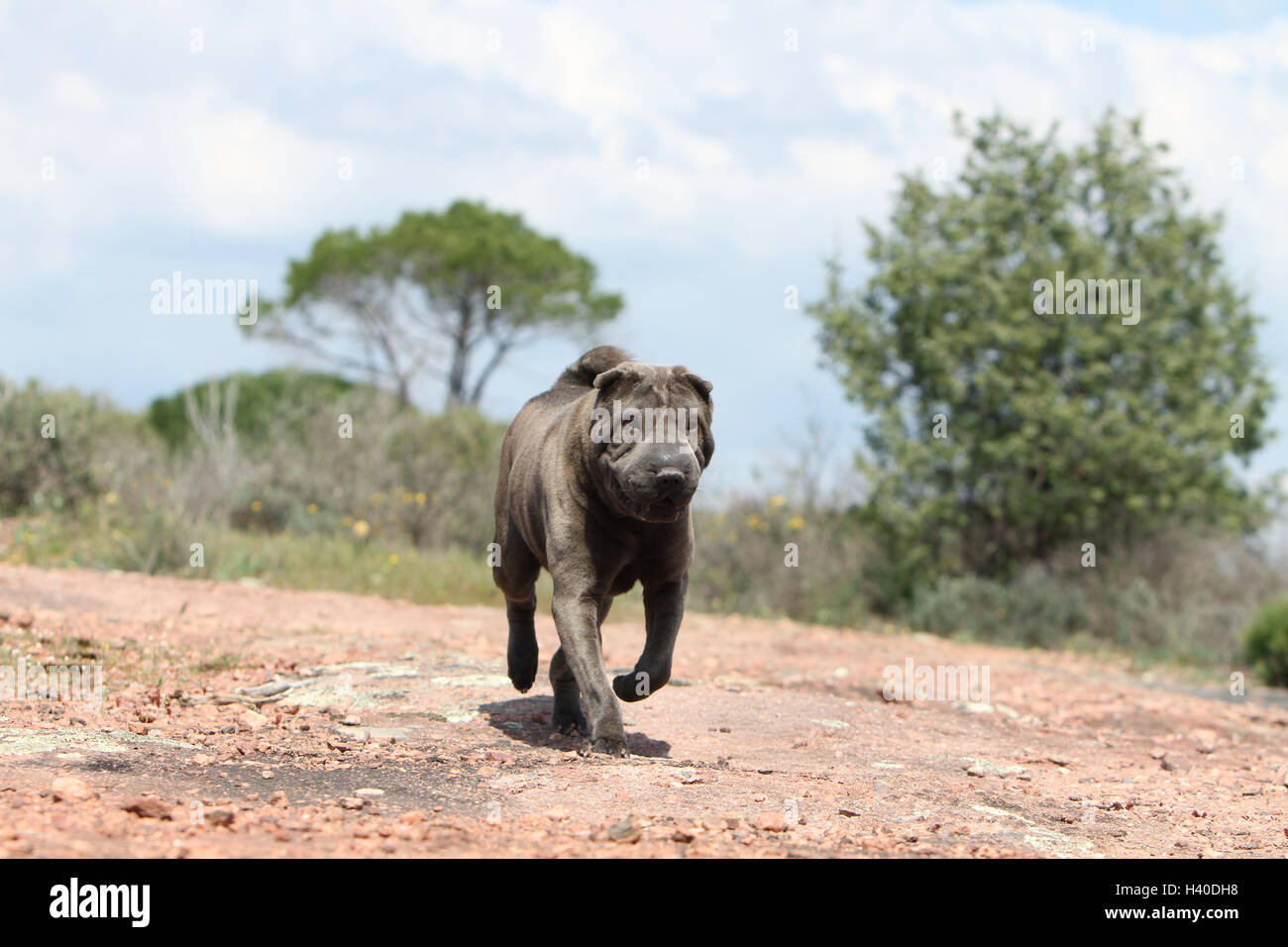 Chien Shar Pei en bleu forêt adulte Banque D'Images