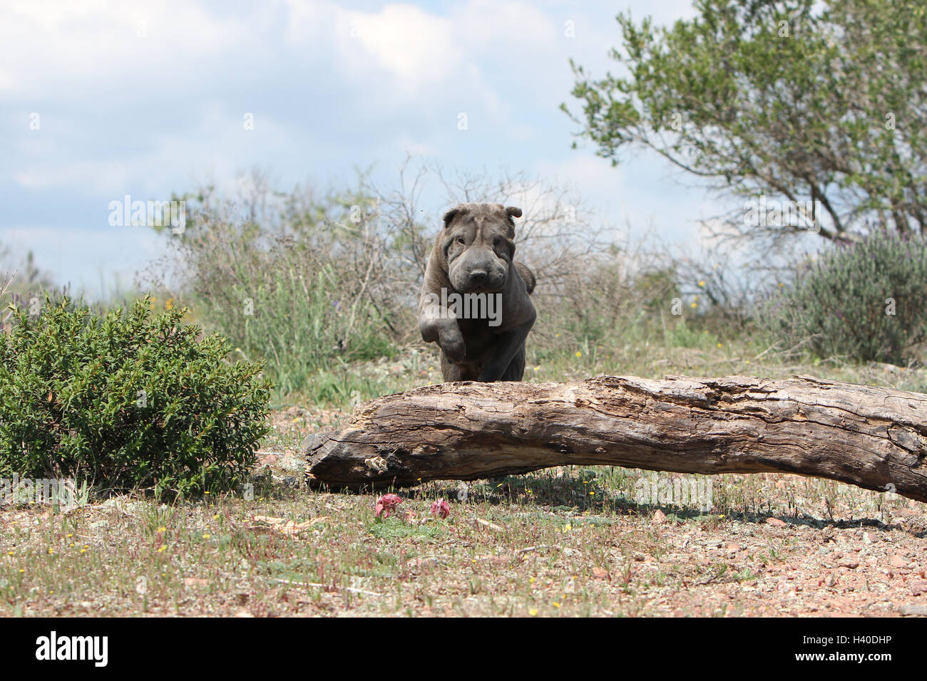 Chien Shar Pei des profils d'exécution saut saut saut de 'bois' sur un tronc d'arbre un obstacle un obstacle agile agilité agile en déplacer movin Banque D'Images