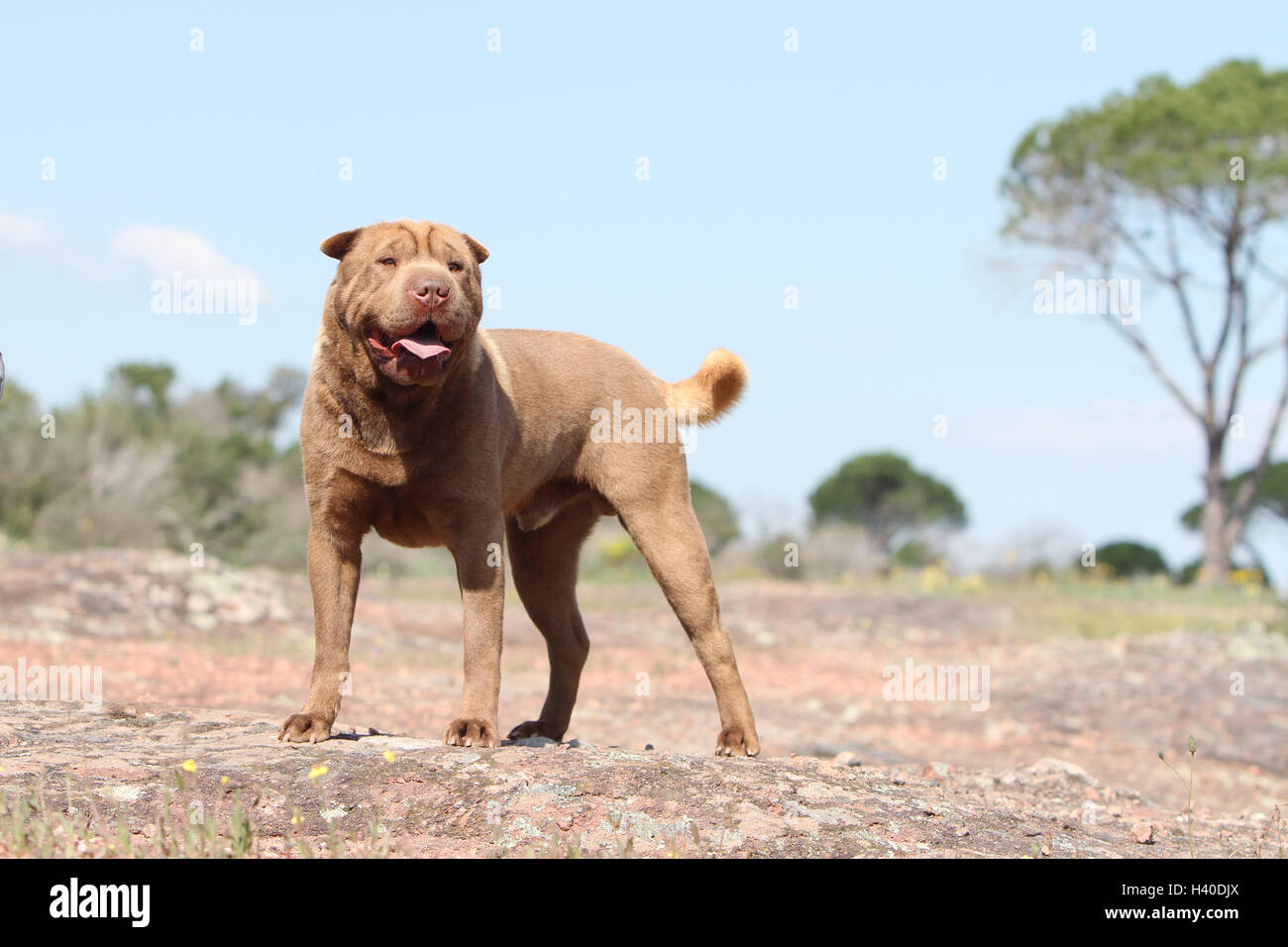 Chien Shar Pei / adulte dans un pré Banque D'Images