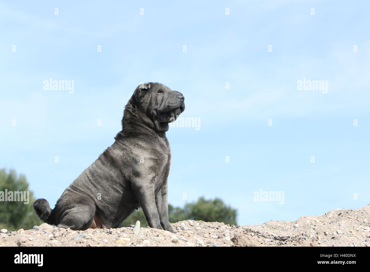 Chien Shar Pei bleu adultes assis sur un rocher Banque D'Images
