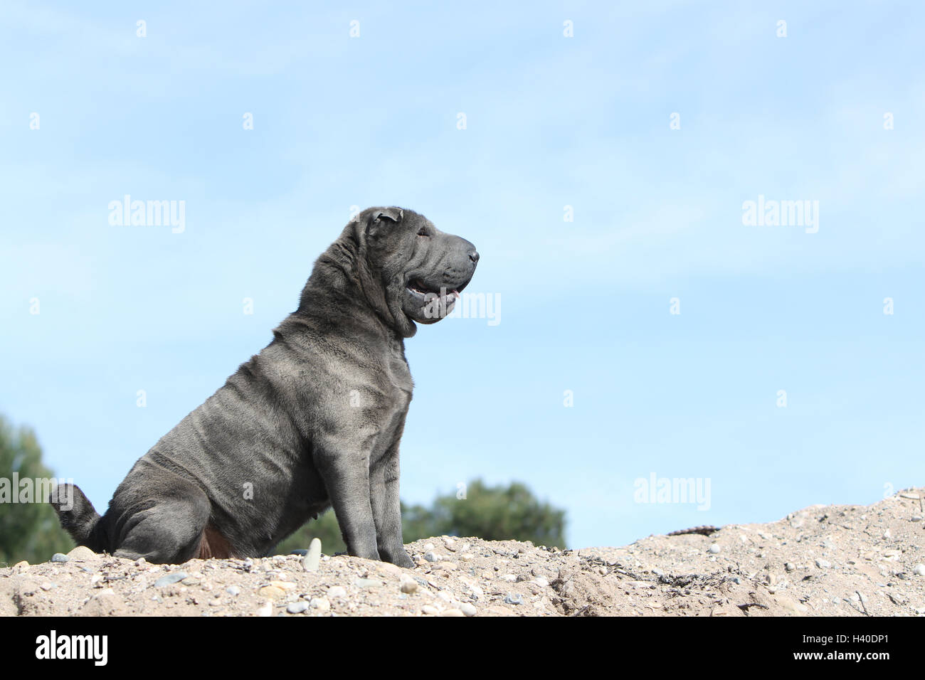 Chien Shar Pei bleu adultes assis sur un rocher Banque D'Images