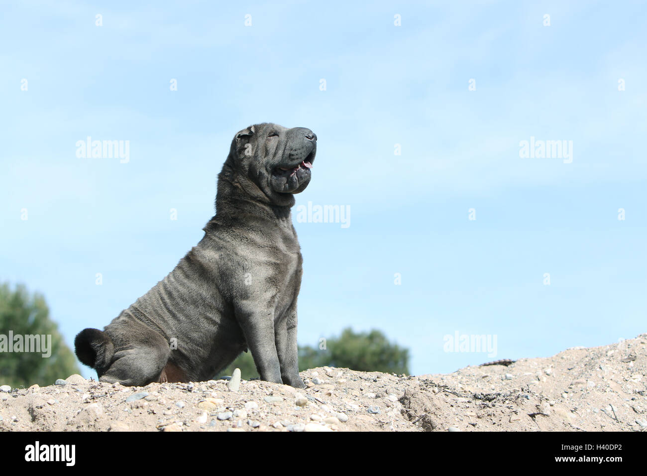 Chien Shar Pei bleu adultes assis sur un rocher Banque D'Images