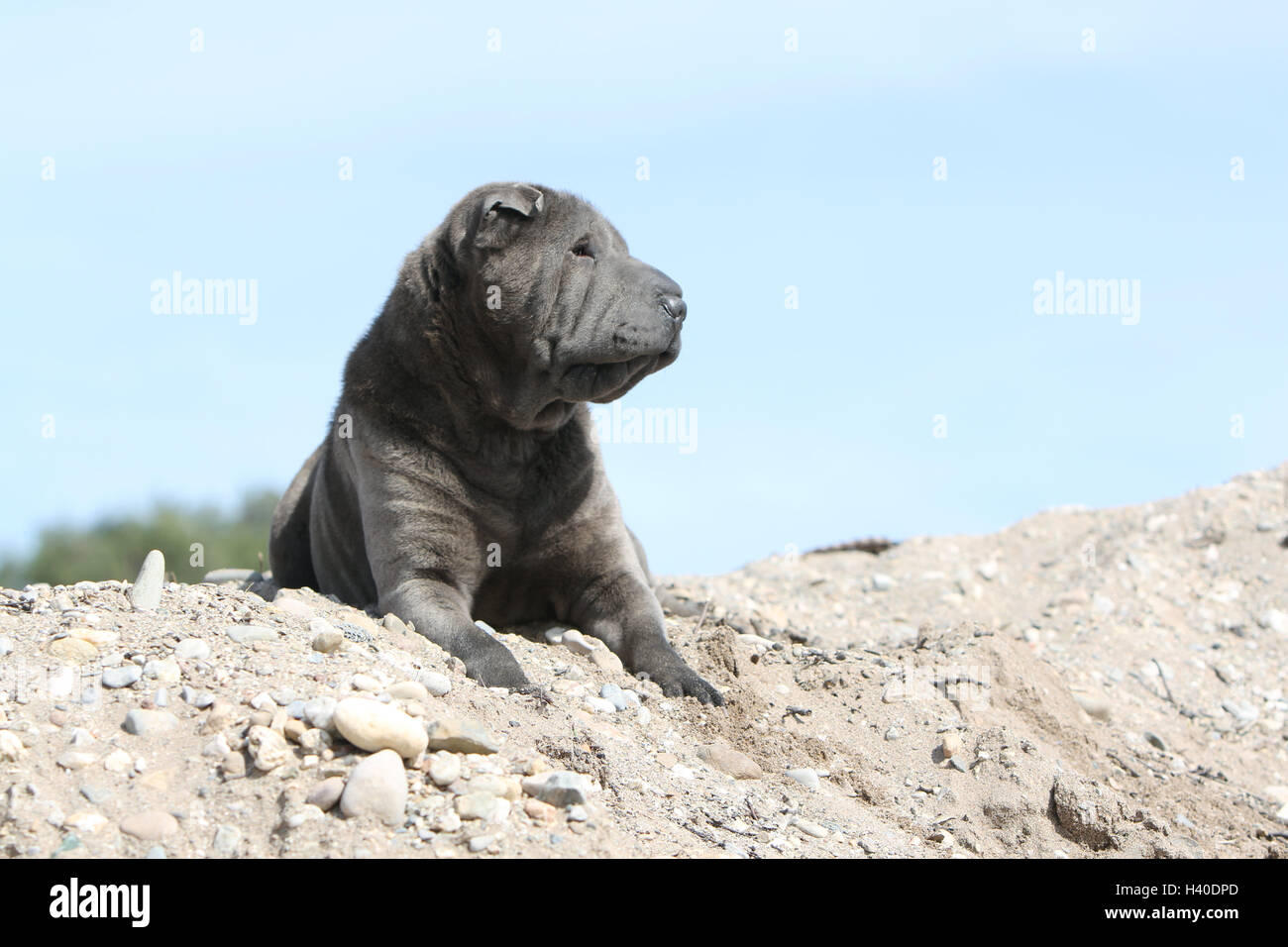 Chien Shar Pei adultes bleu allongé sur le rocher Banque D'Images